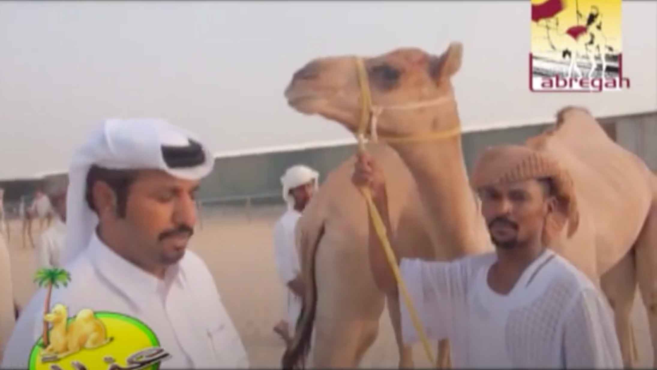 عزبة/ حمد بن محمد بن جهويل المري