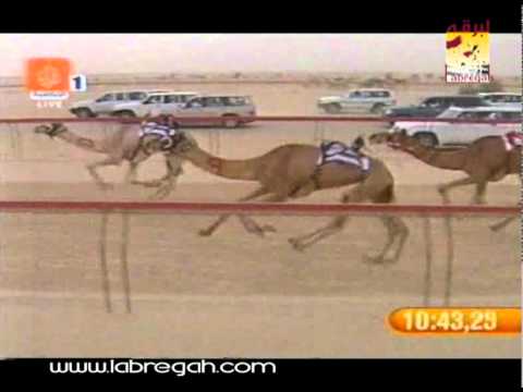 أعمار ملك_هجن العاصفه سيف سمو الأمير 30-4-2008-ت ١٦:٠٤:٩٥