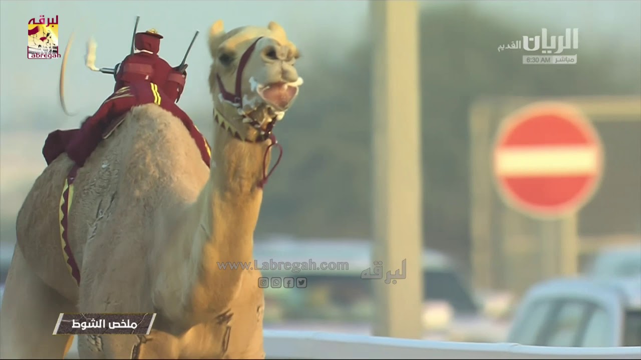 لقاء مع بخيت بن ناصر الشنجل.. الشوط الرئيسي للثنايا قعدان مفتوح صباح ٢١-٢-٢٠٢٠