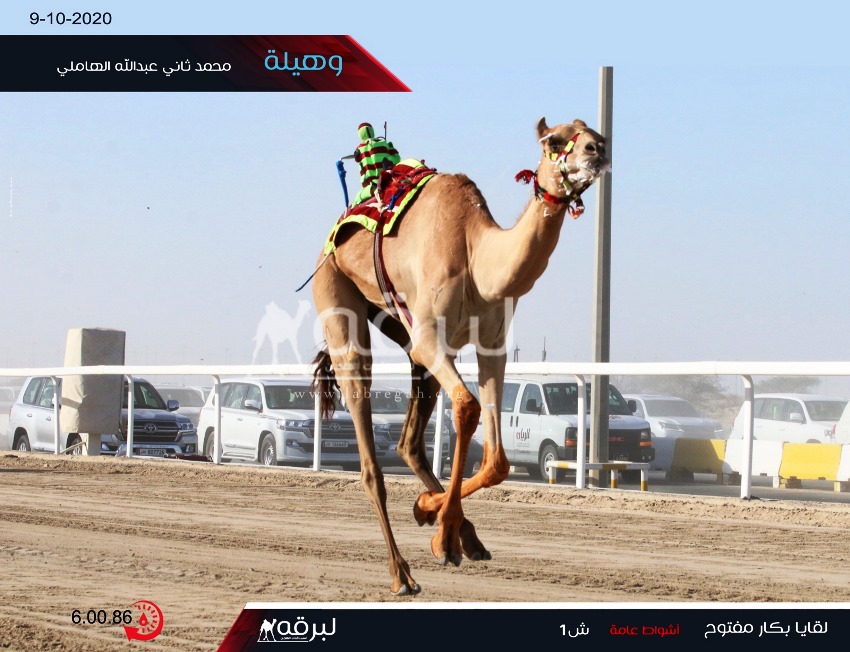 الهاملي يغرد بأقوى نواميس اللقايا قبائل