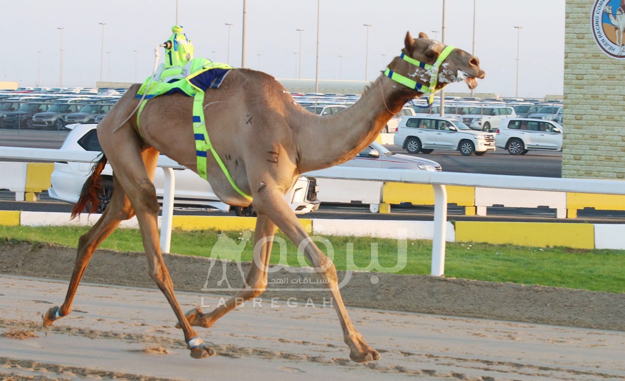 شعار الرفادة يتألق ويسيطر على ناموسي الثنايا مفتوح بعرض رائع