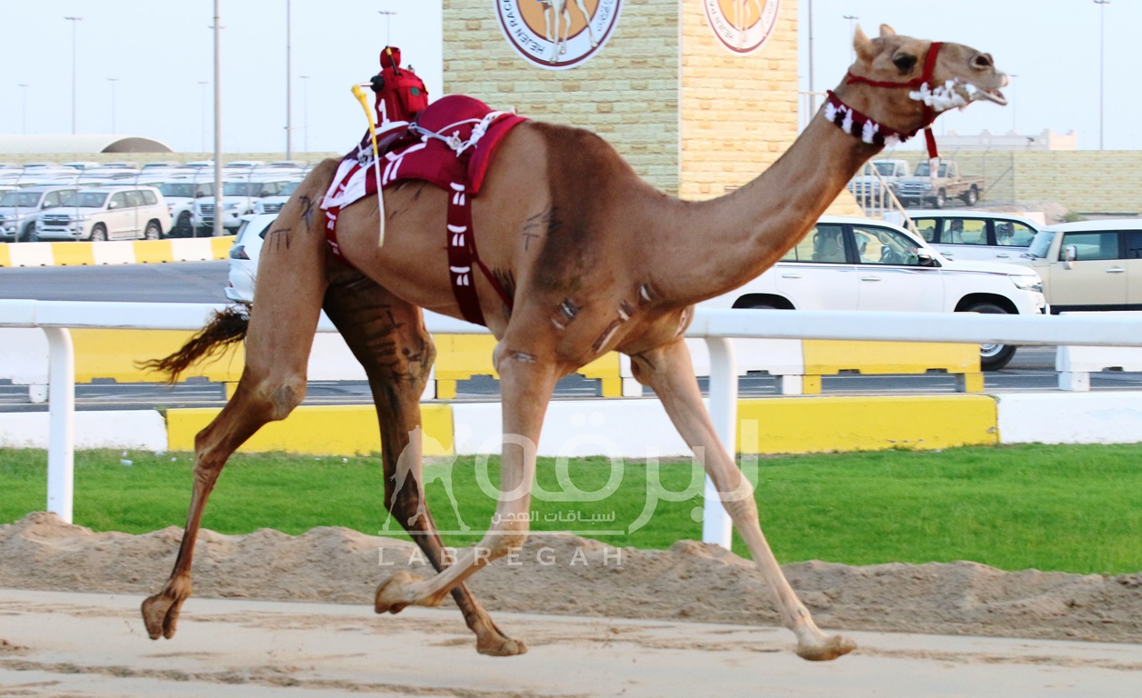 شعار المسند يزين رئيسي الحيل بأفضل توقيت