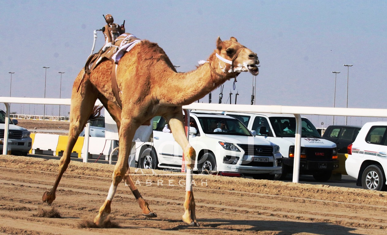 شعار الصعاق يحلق بسيارتي اللقايا مفتوح