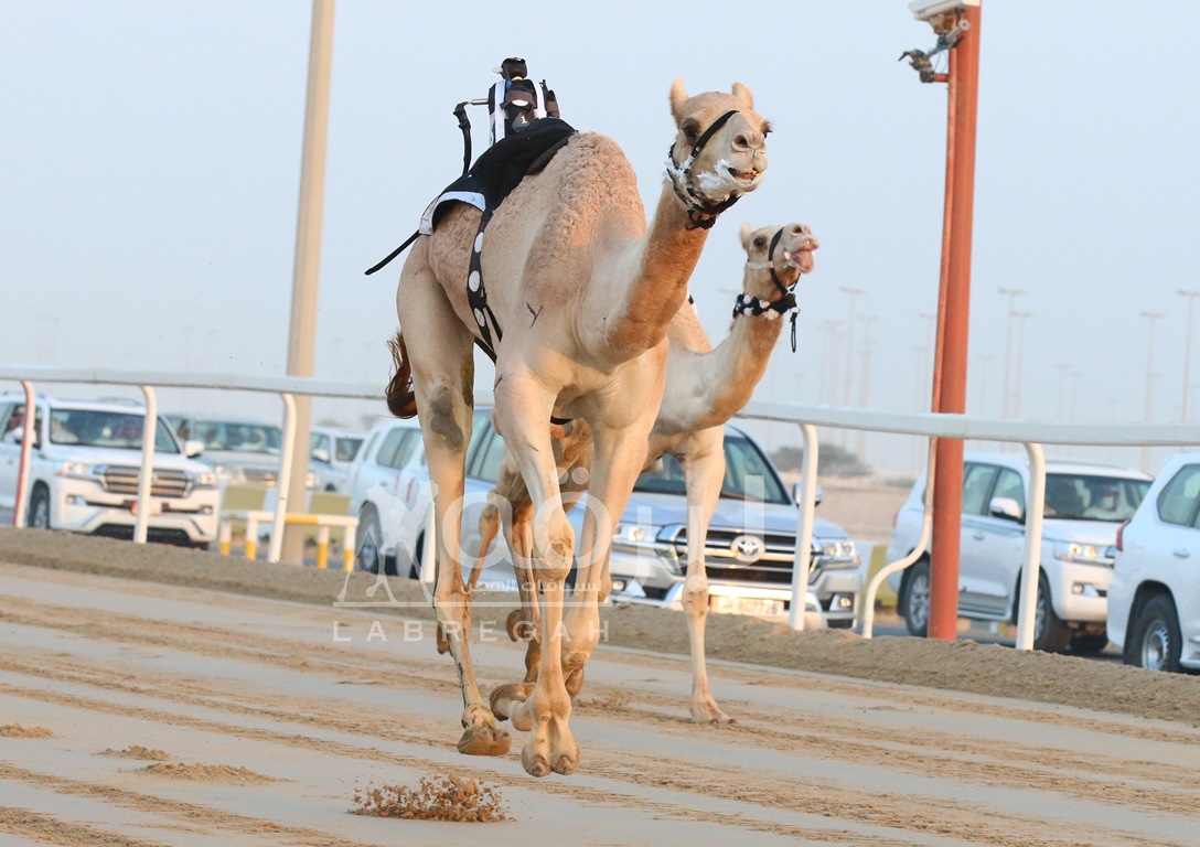 شعار بن هاملة يسيطر على ناموسي الجذاع مفتوح
