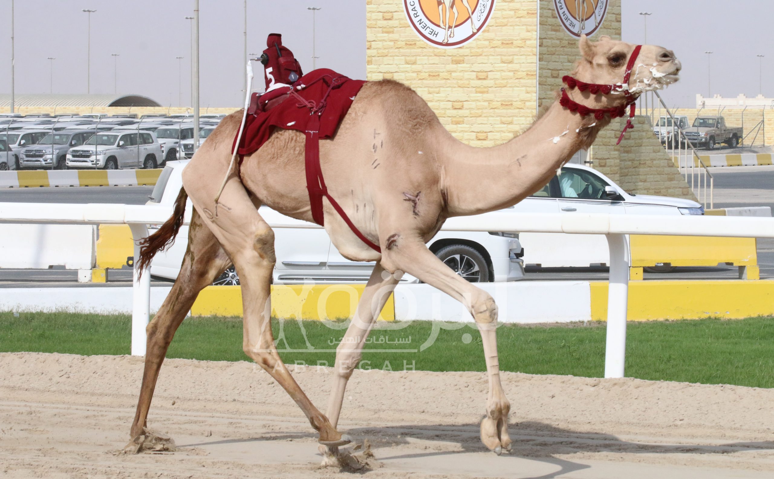 “ولاء” للشيخ جاسم بن سعود تتصدر الثنايا بكار.. و”الزوير” للشقب عنوان التميز في القعدان