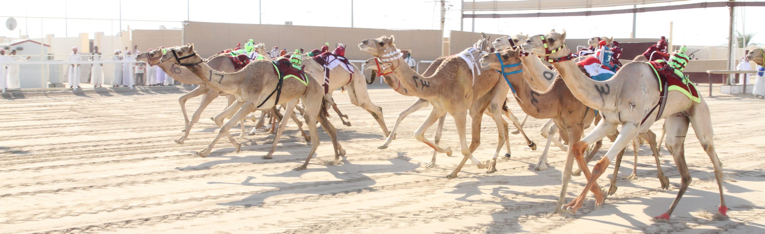 ترتيب إنطلاقة الأشواط الختامية لمهرجان المؤسس