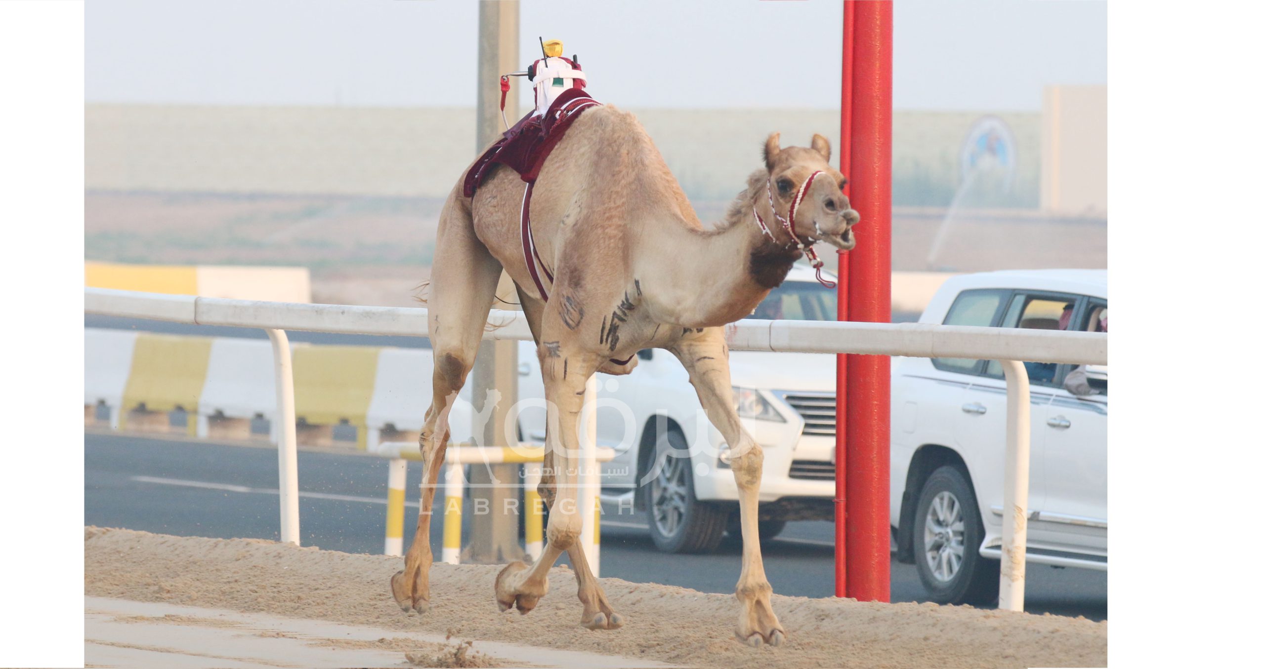 باليوم قبل الأخير لمهرجان الأمير الوالد.. “زيارة” و”برزان” يهديان هجن الشحانية ناموسي الحيل والزمول