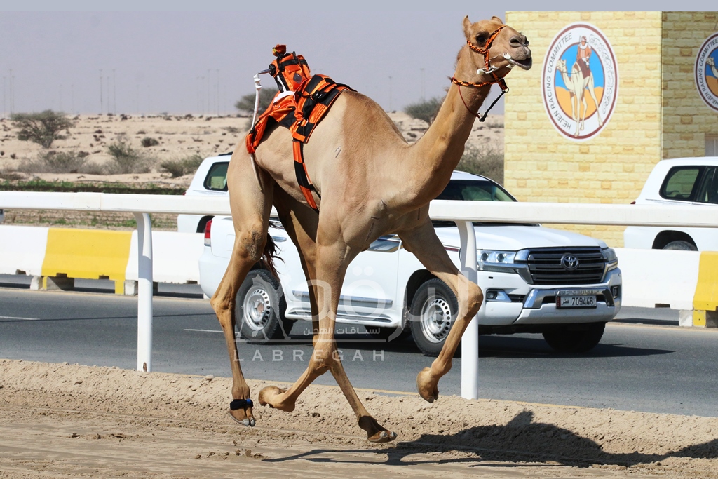 الحميدي والمريزيق يغردان بناموسي الحقايق بكار وقعدان