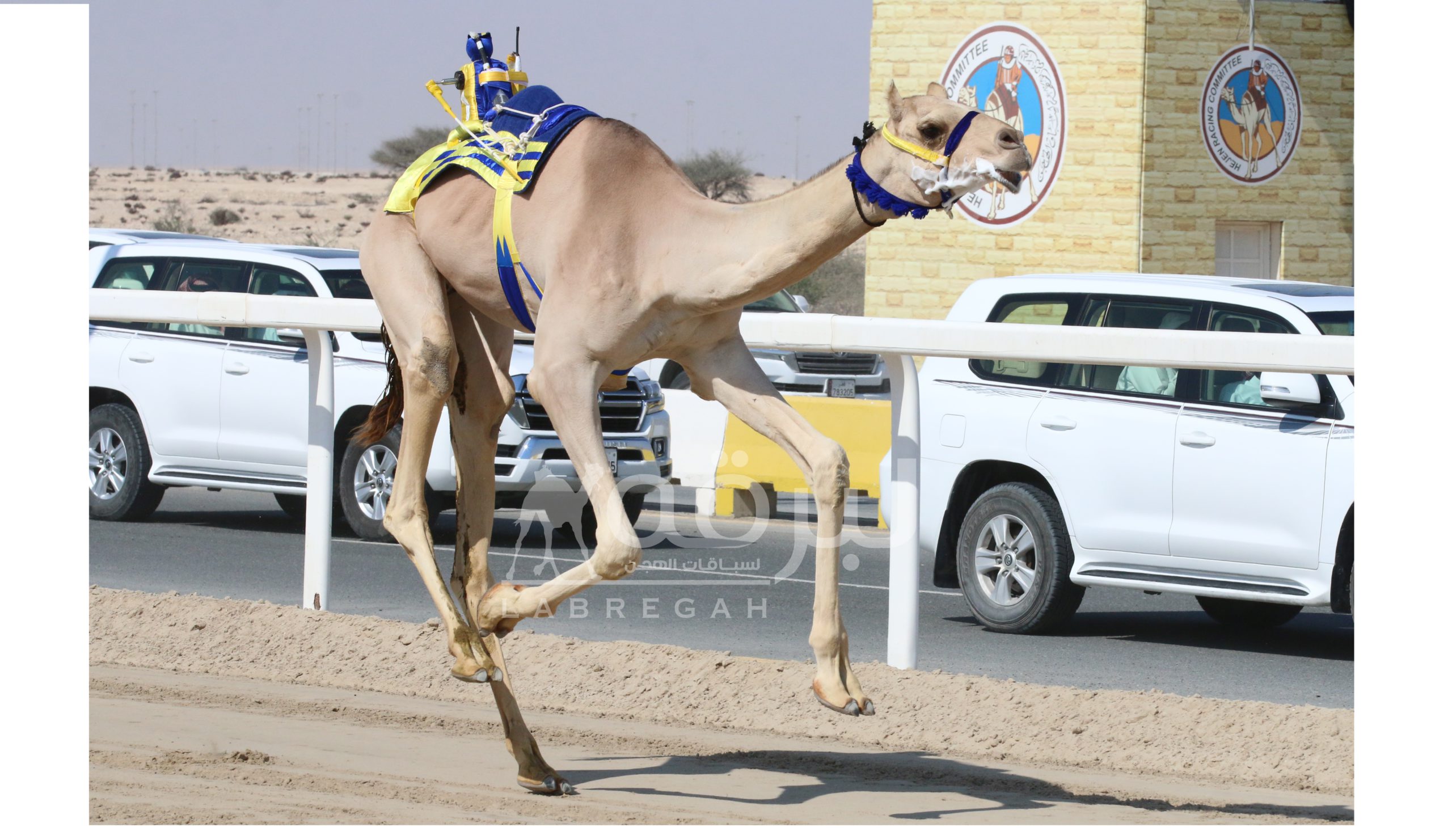 هجن الغرافة وشعار الشيخ عبدالعزيز بن حمد يدشنان السباق المحلي السابع