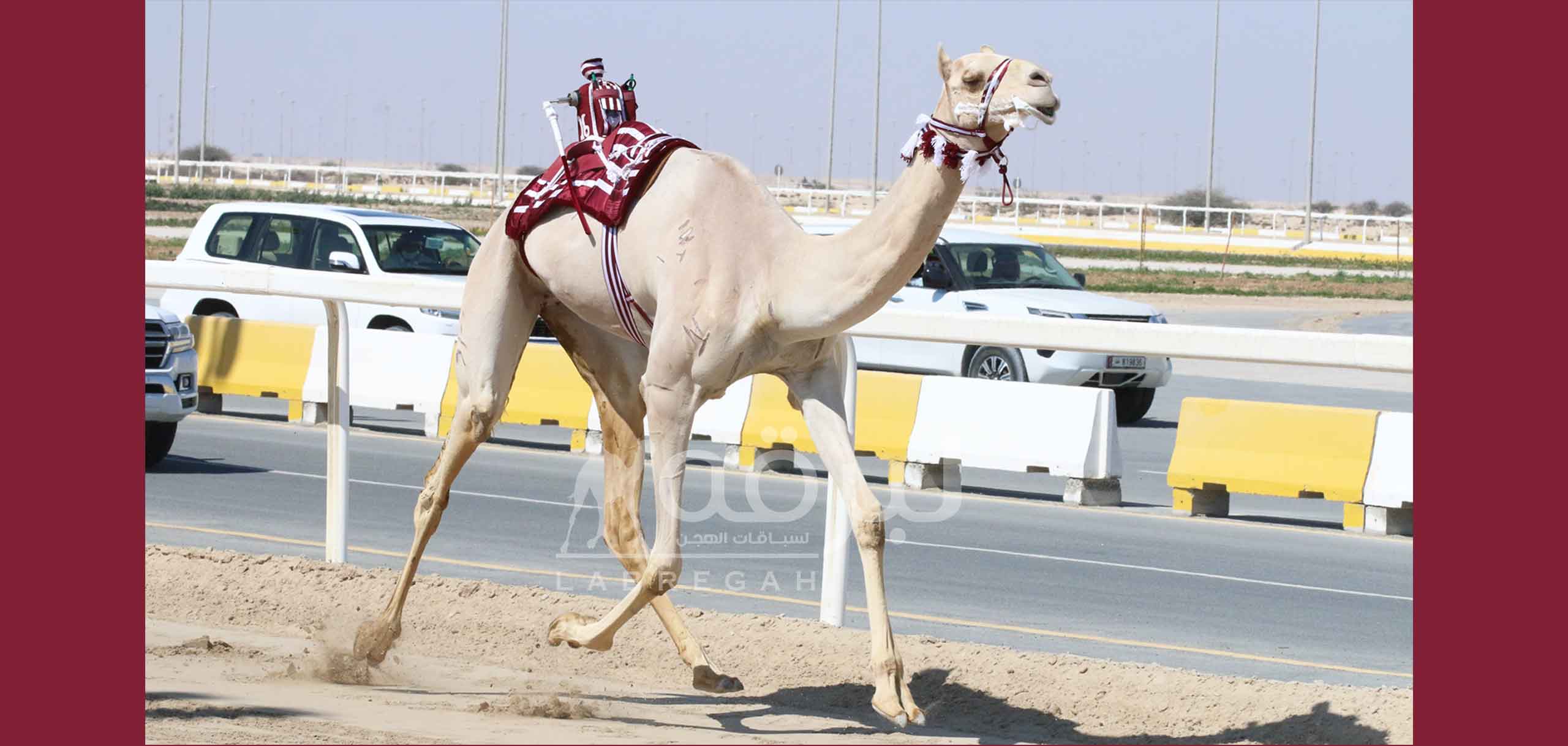 هجن أم الزبار تبدع وتمتع وتتربع على عرش الجذاع مفتوح