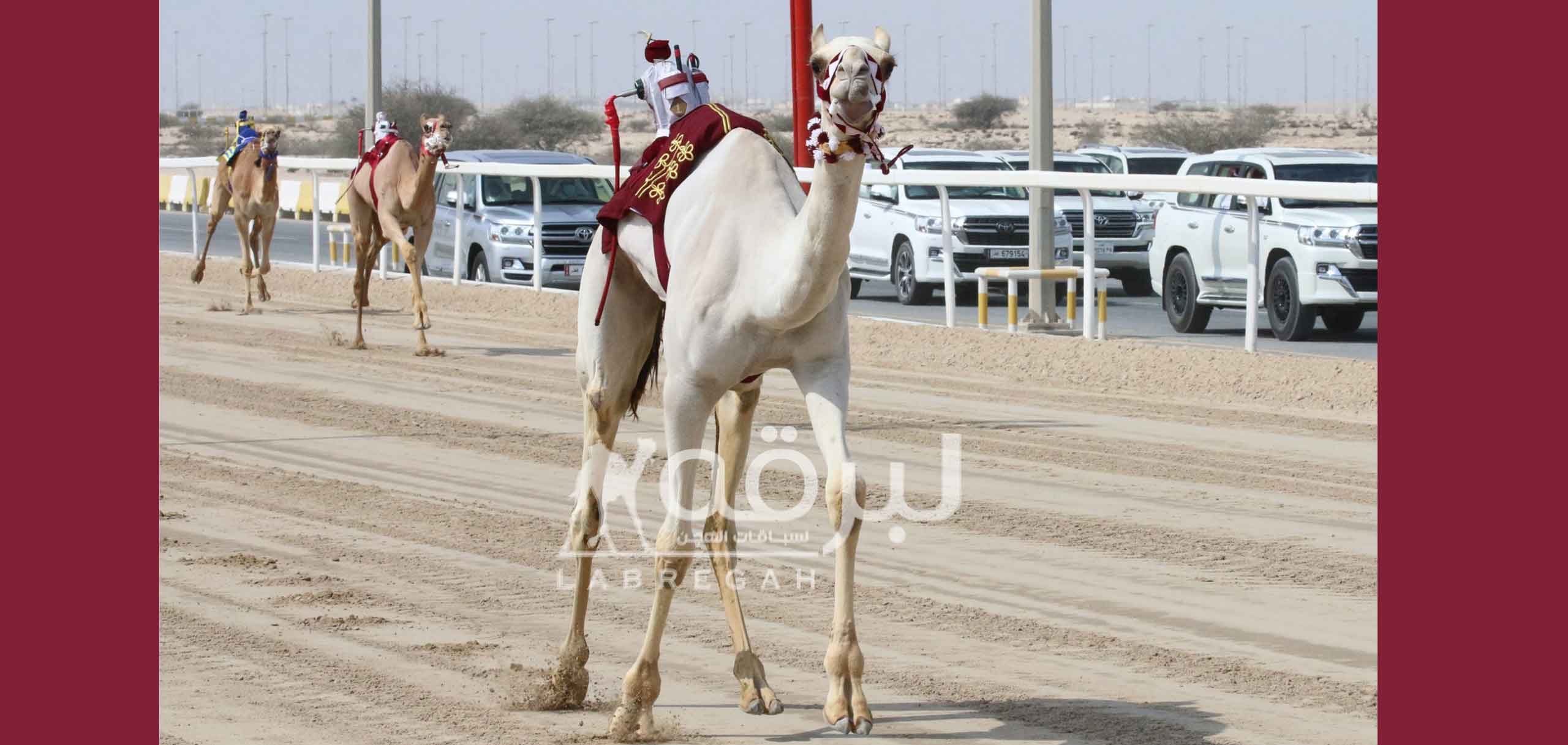 هجن الشقب تقص شريط السباق المحلي الثامن بإنتزاعها ناموسي الحقايق مفتوح