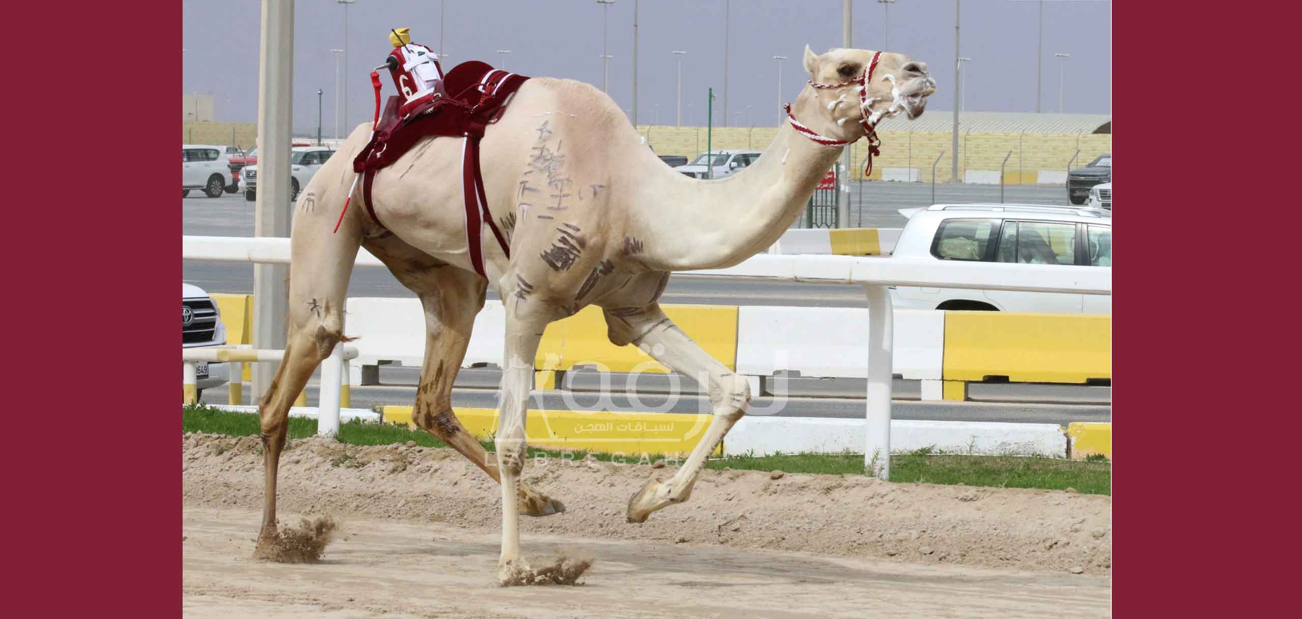 الشعار الأدعم يزَين صدارة الحيل والزمول بختام المحلي السابع