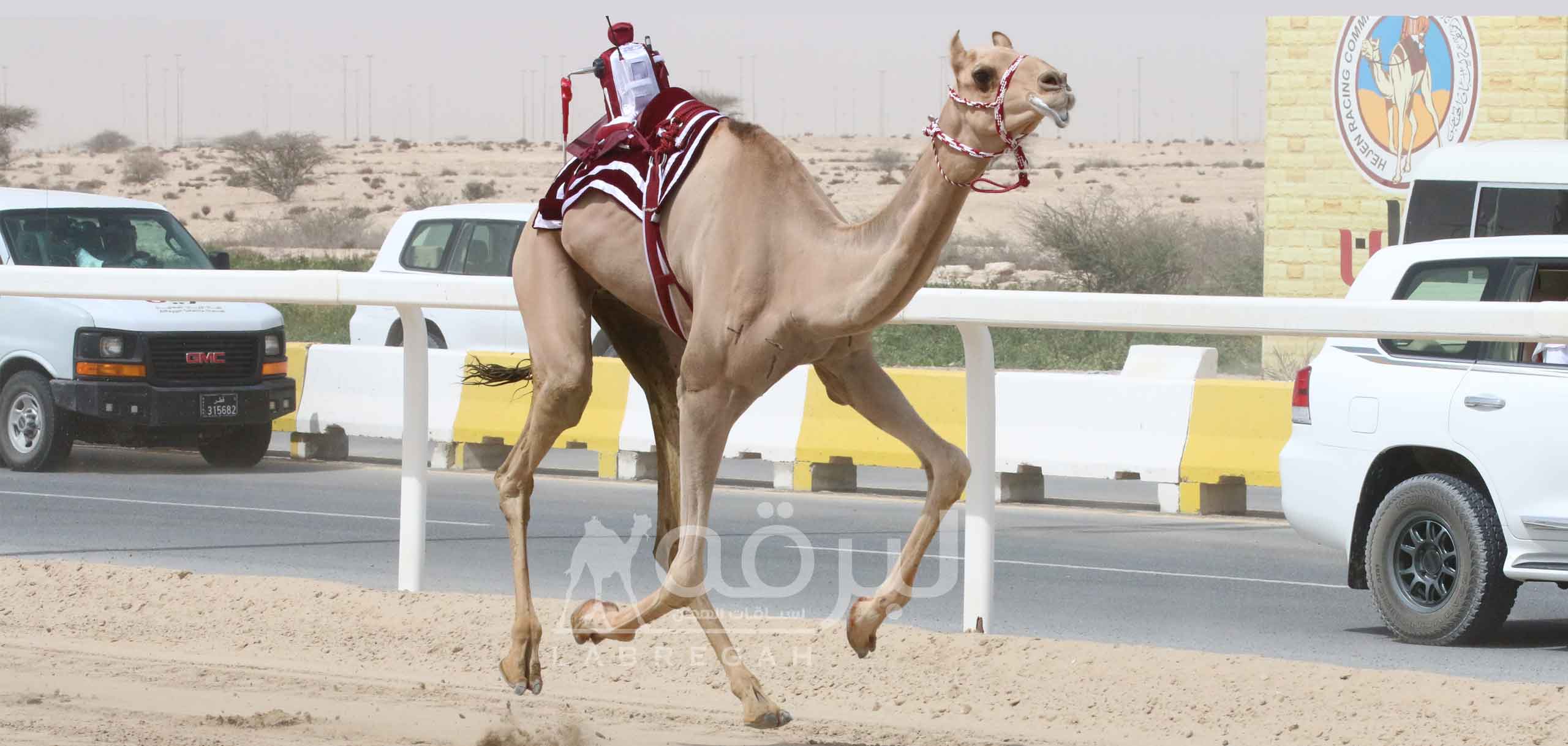 هجن الشحانية تقص شريط نواميس سباق سمو الأمير المفدى