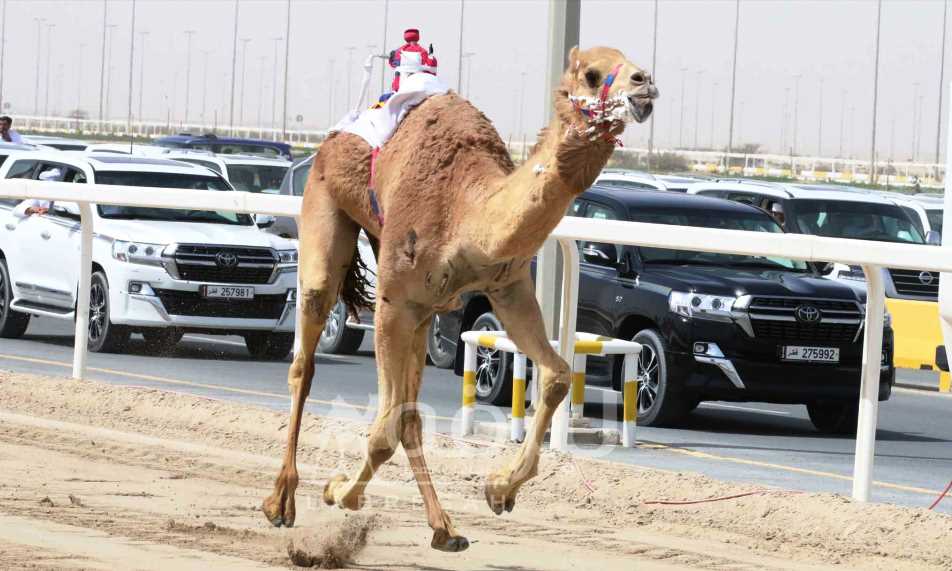 رموز الجذاع الفضية تختتم المرحلة الأولى لمنافسات القبائل