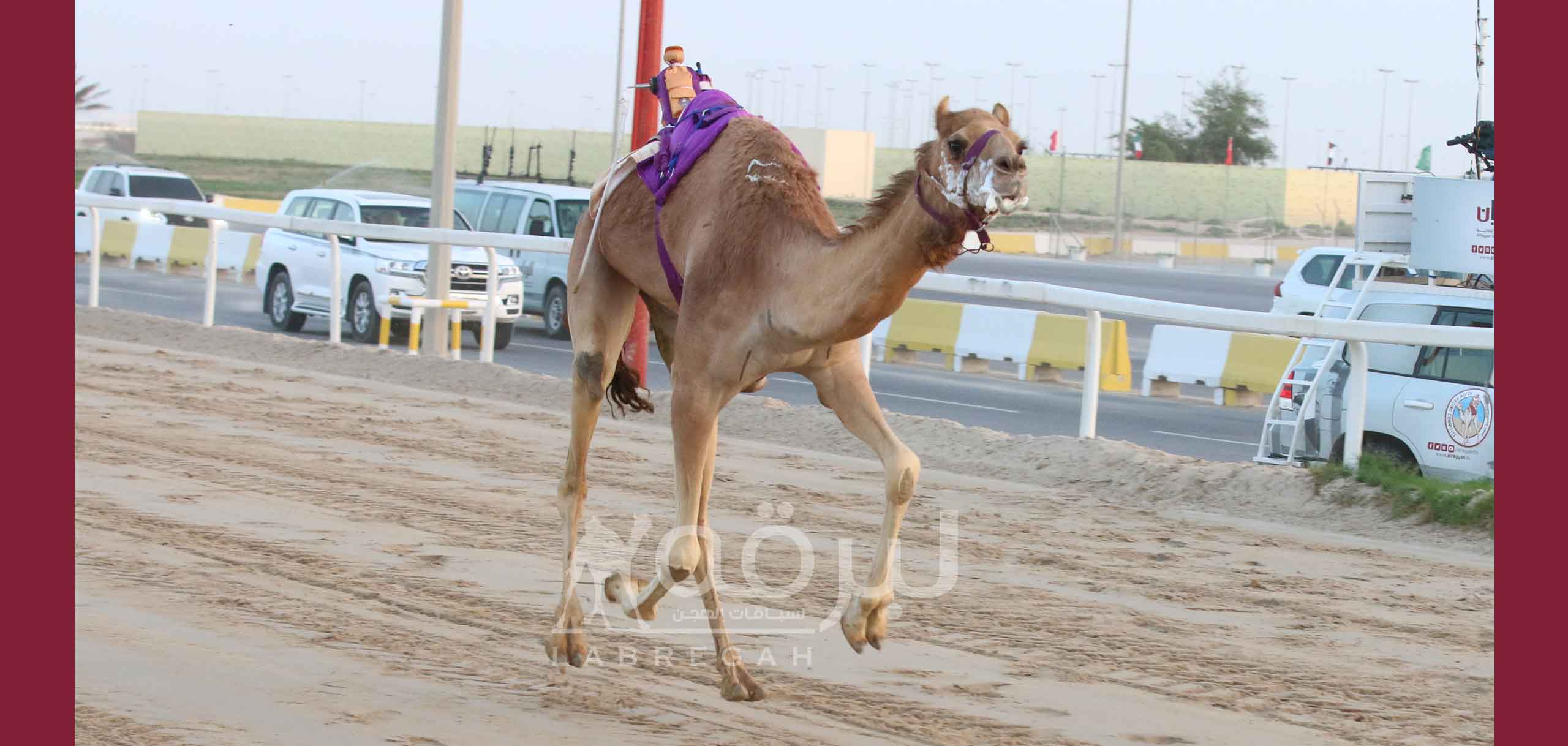 العاصفة والرئاسة يقتنصان ناموسي الثنايا مفتوح