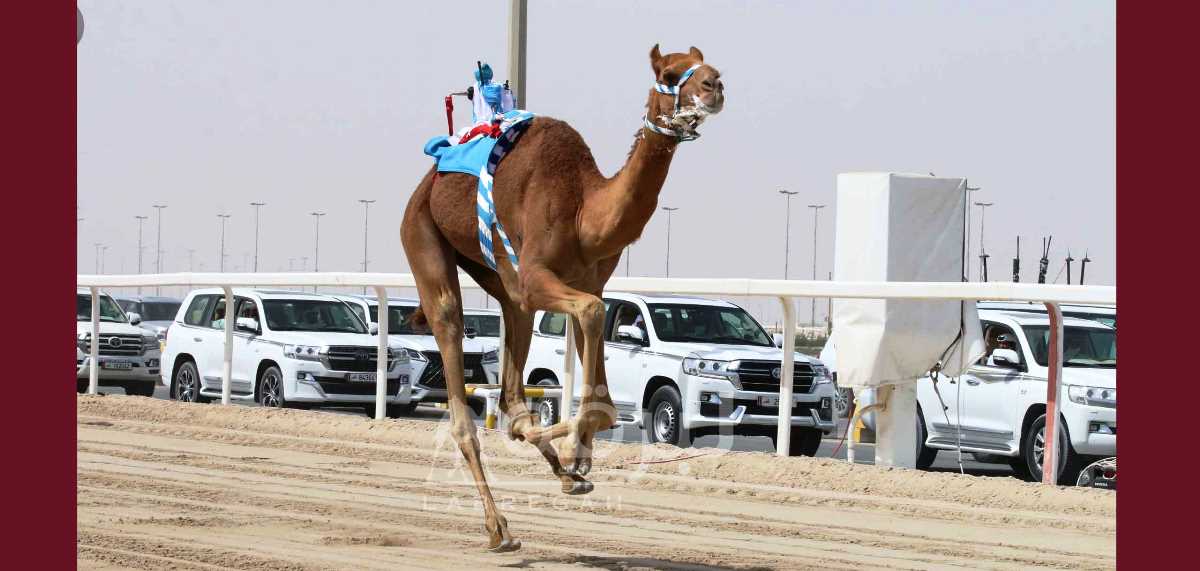 رموز اللقايا الفضية تتناثر بين ملاك عمان وقطر والإمارات والسعودية