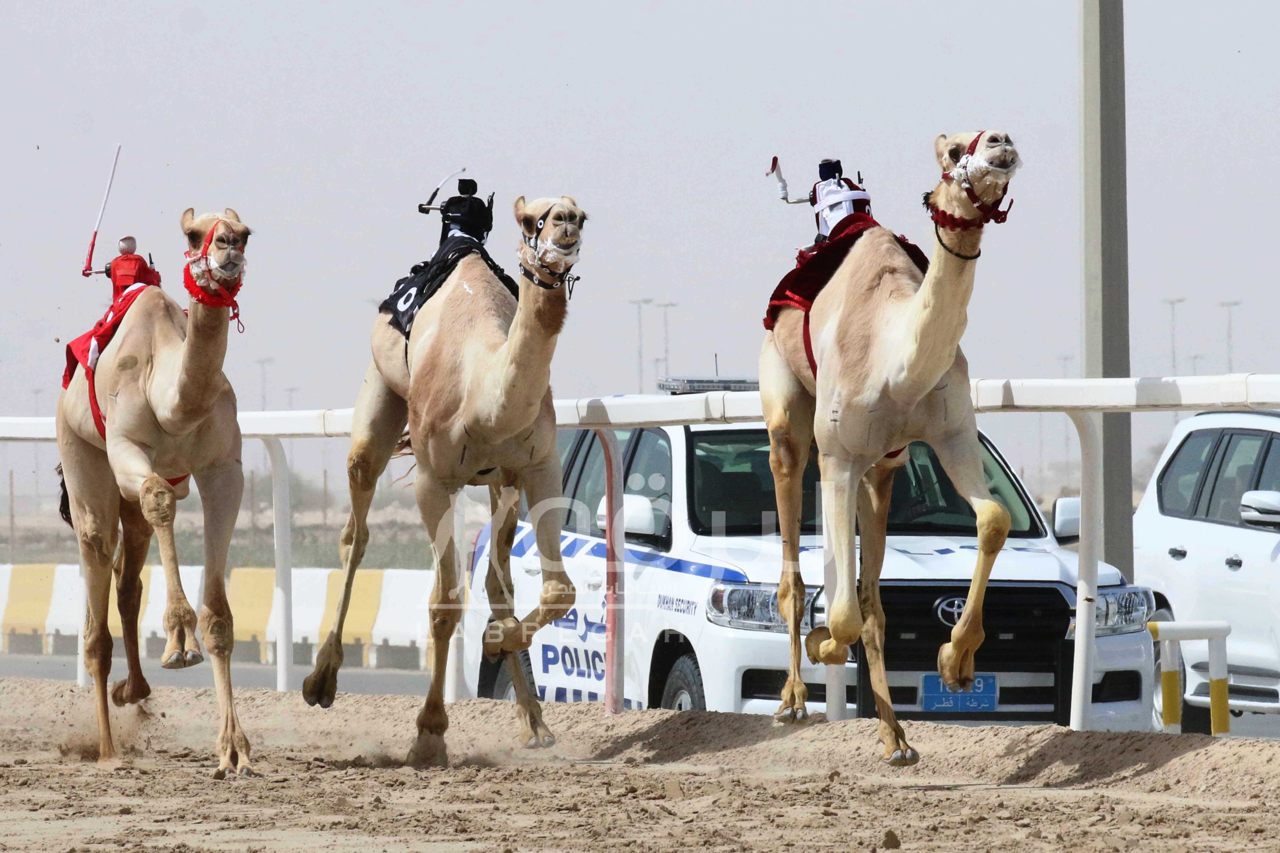 منافسة ثلاثية نارية على رموز اللقايا الذهبية