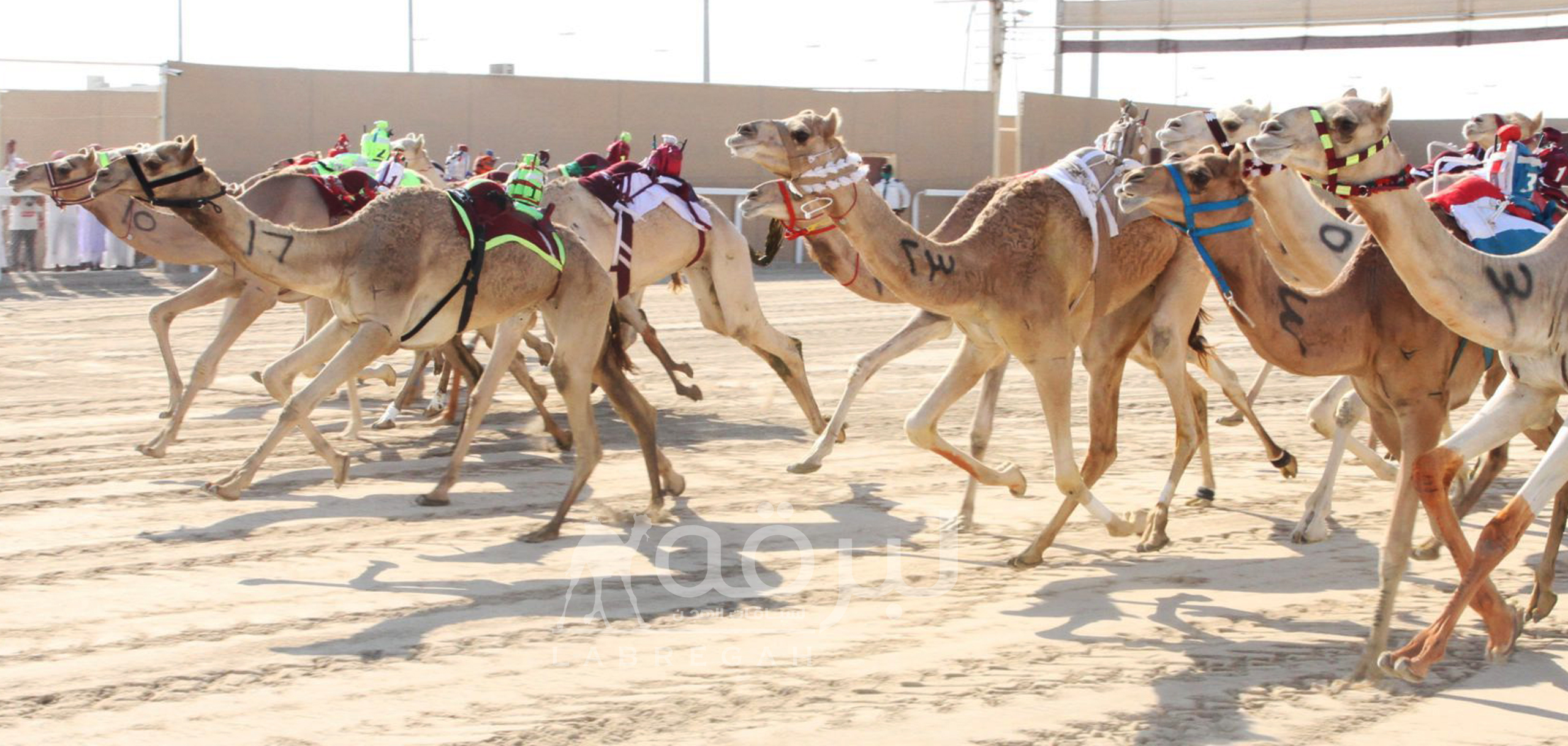 ترتيب انطلاقة الأشواط العامة في ختام مهرجان سمو الأمير المفدى 2021