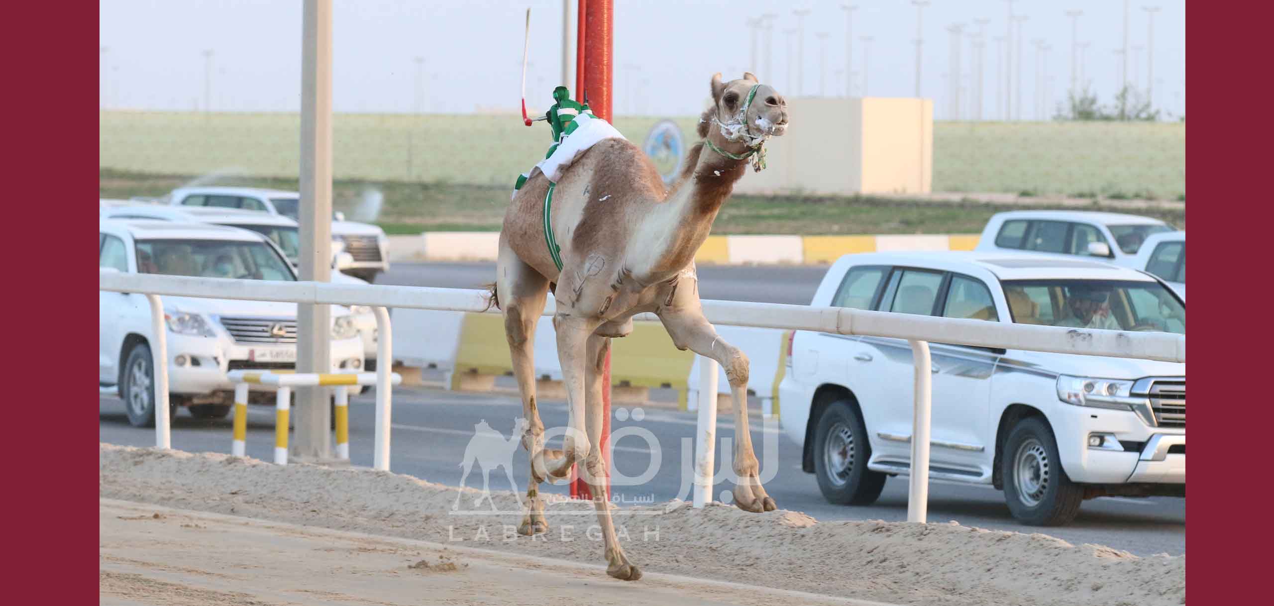 “الداودية” و”الغزال” يبدعان في تحديات الحيل والزمول