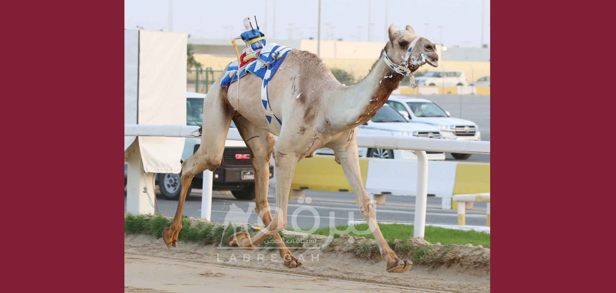 في ختام المحلي الثامن.. هجن السيلية تواصل التألق وتحصد ناموس الحيل مفتوح