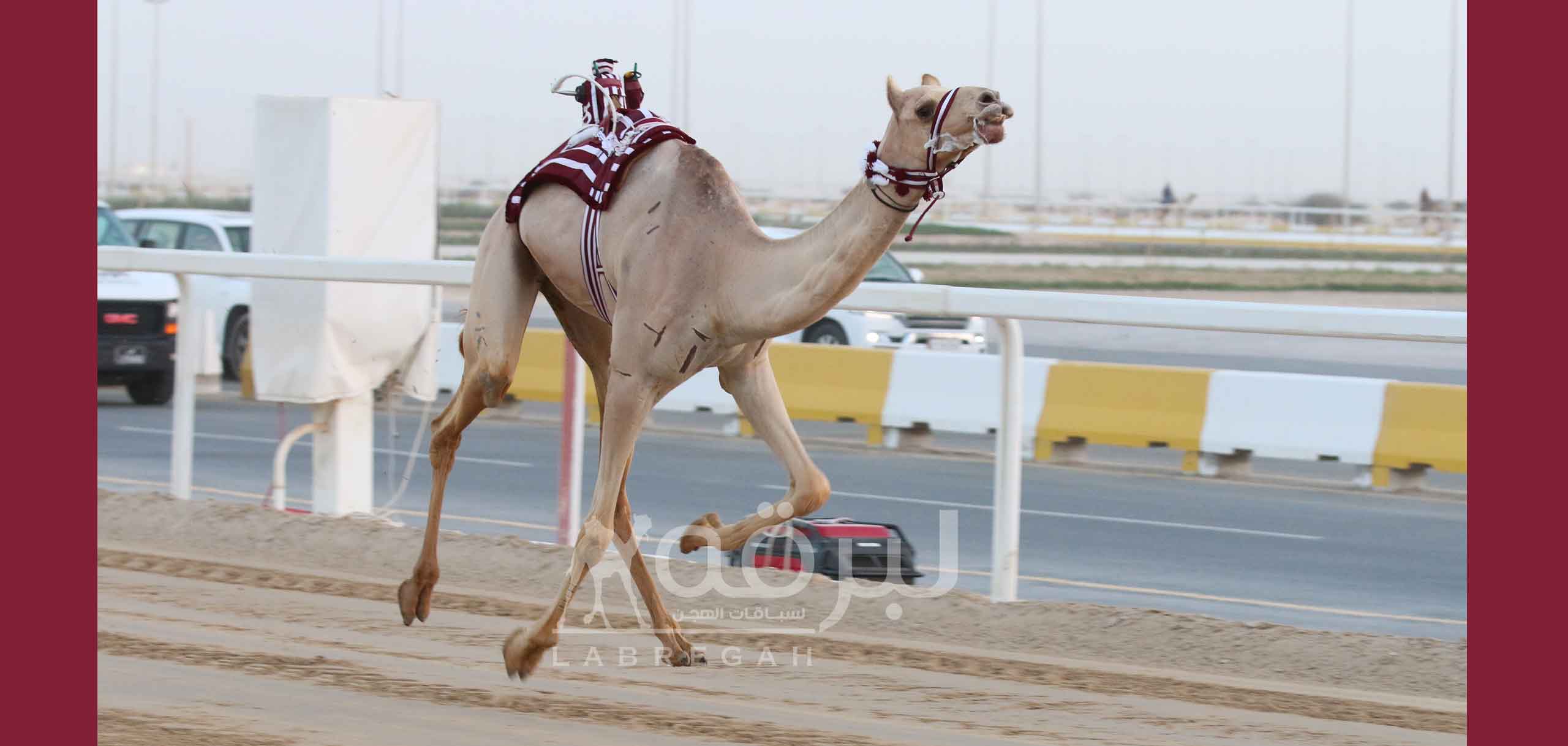 بثالث أيام مهرجان سمو الأمير المفدى.. هجن إنتاج أم الزبار تسيطر على ناموسي اللقايا