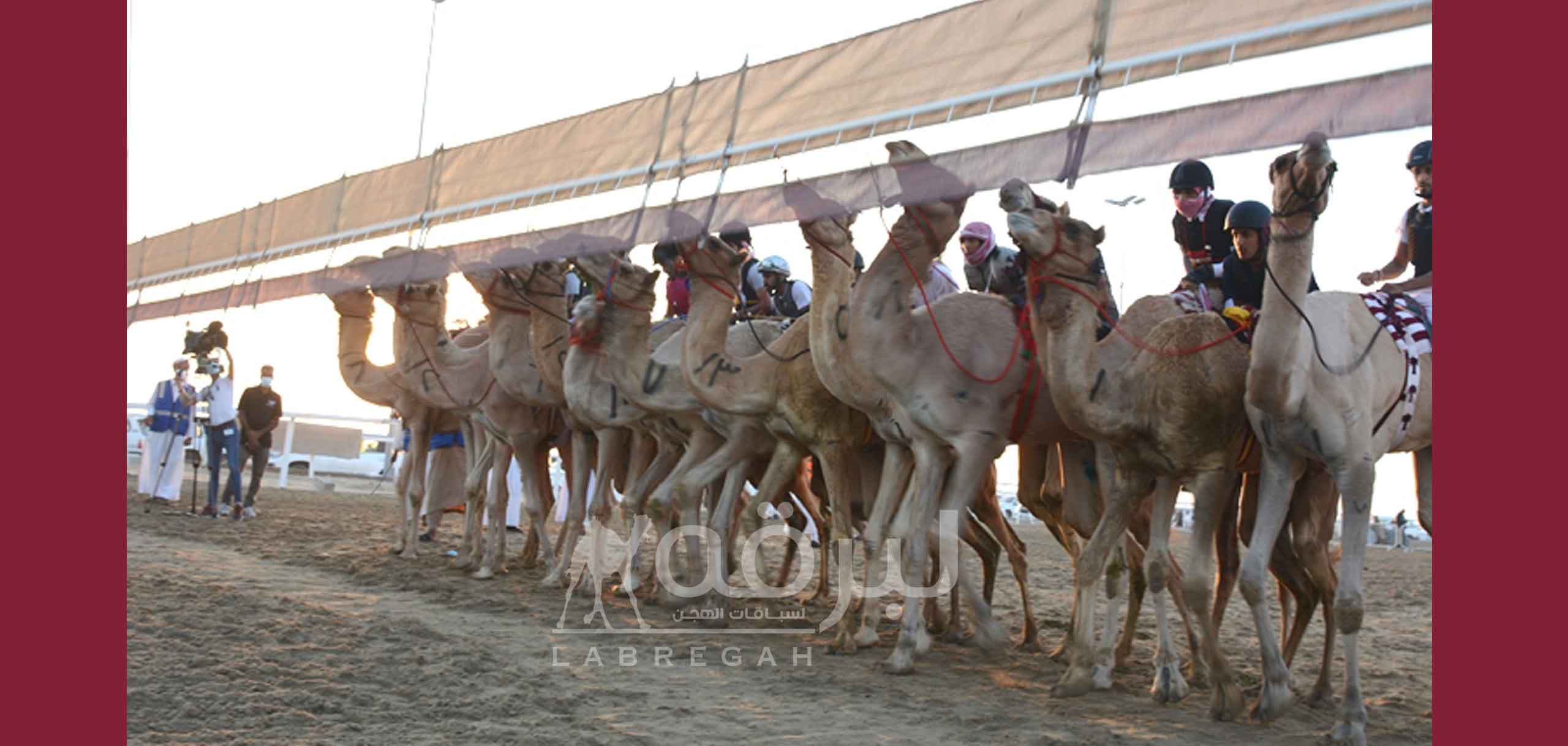 إضافة شوط رابع لمهرجان الهجن التراثي خاص بالإتحاد العربي لسباقات الهجن