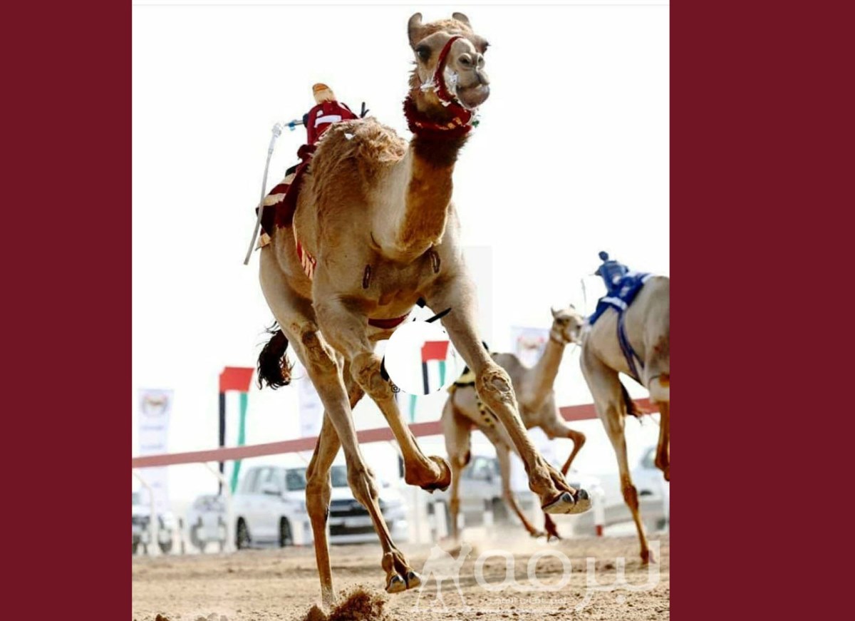 شعار الهديفي يحلق في سماء أبوظبي بأقوى رموز اللقايا