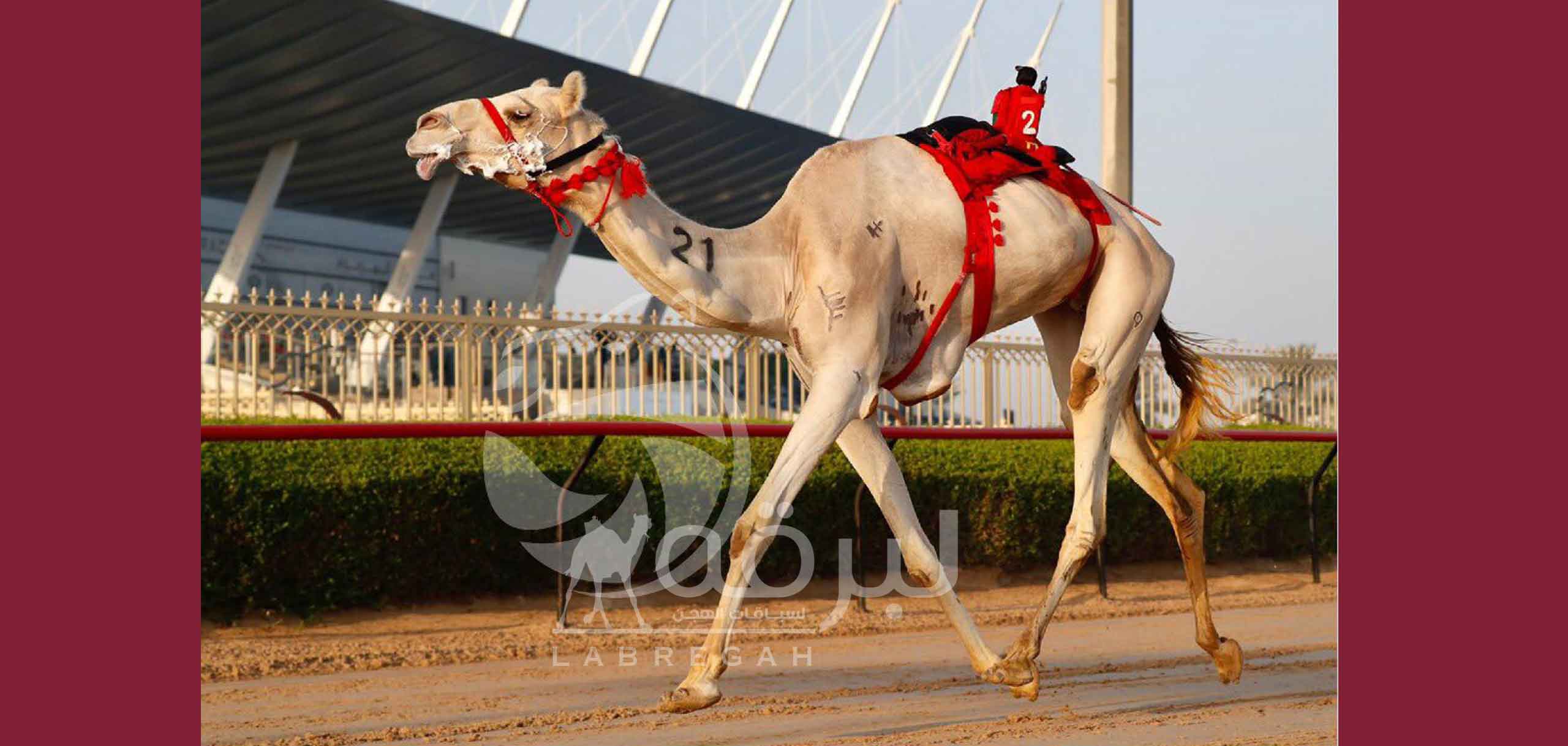 بن جميل الوهيبي يقود هجن الرئاسة للفوز بناموسي الحيل والزمول