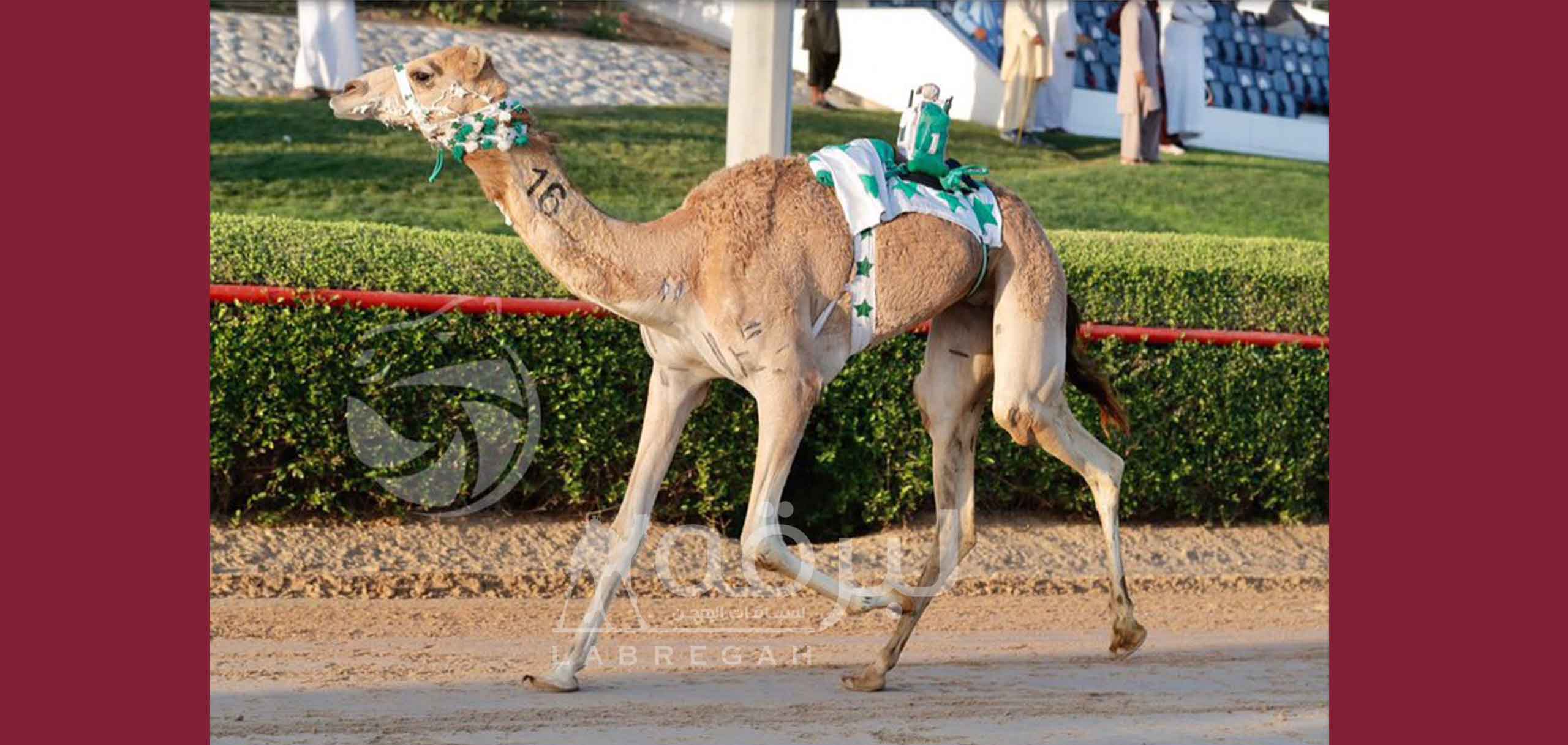 شعار الأحبابي يتقدم رئيسي الجذاع بكار محليات.. واللنقح يخوض معركة المهجنات