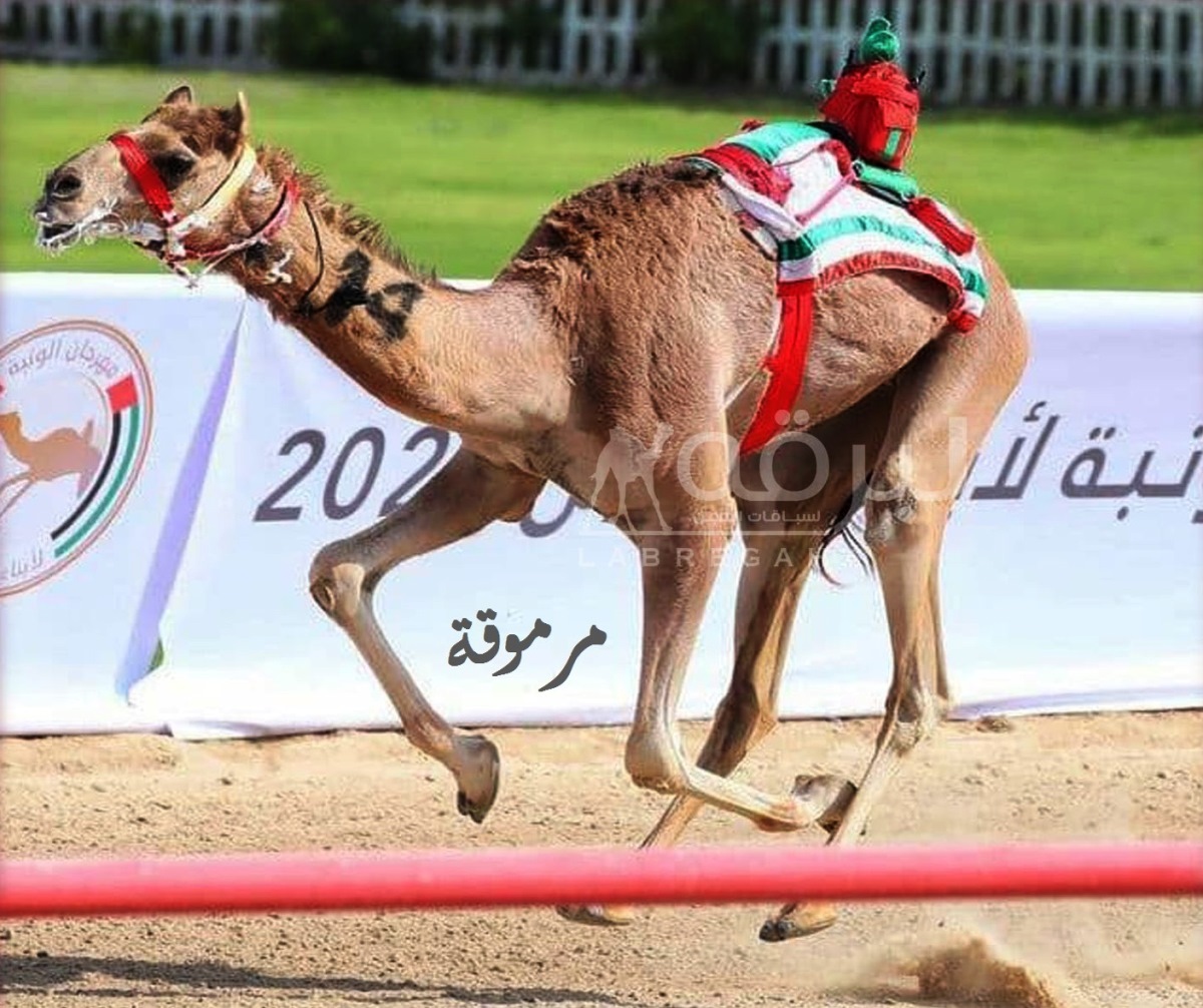 انطلاق منافسات مهرجان الوثبة لأبناء القبائل