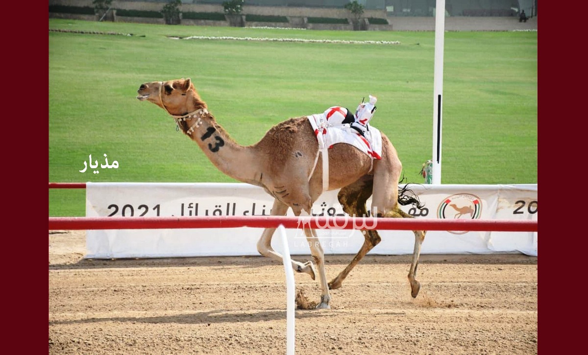 “مذيار” تهدي حامد الدرعي ناموس الحيل محليات