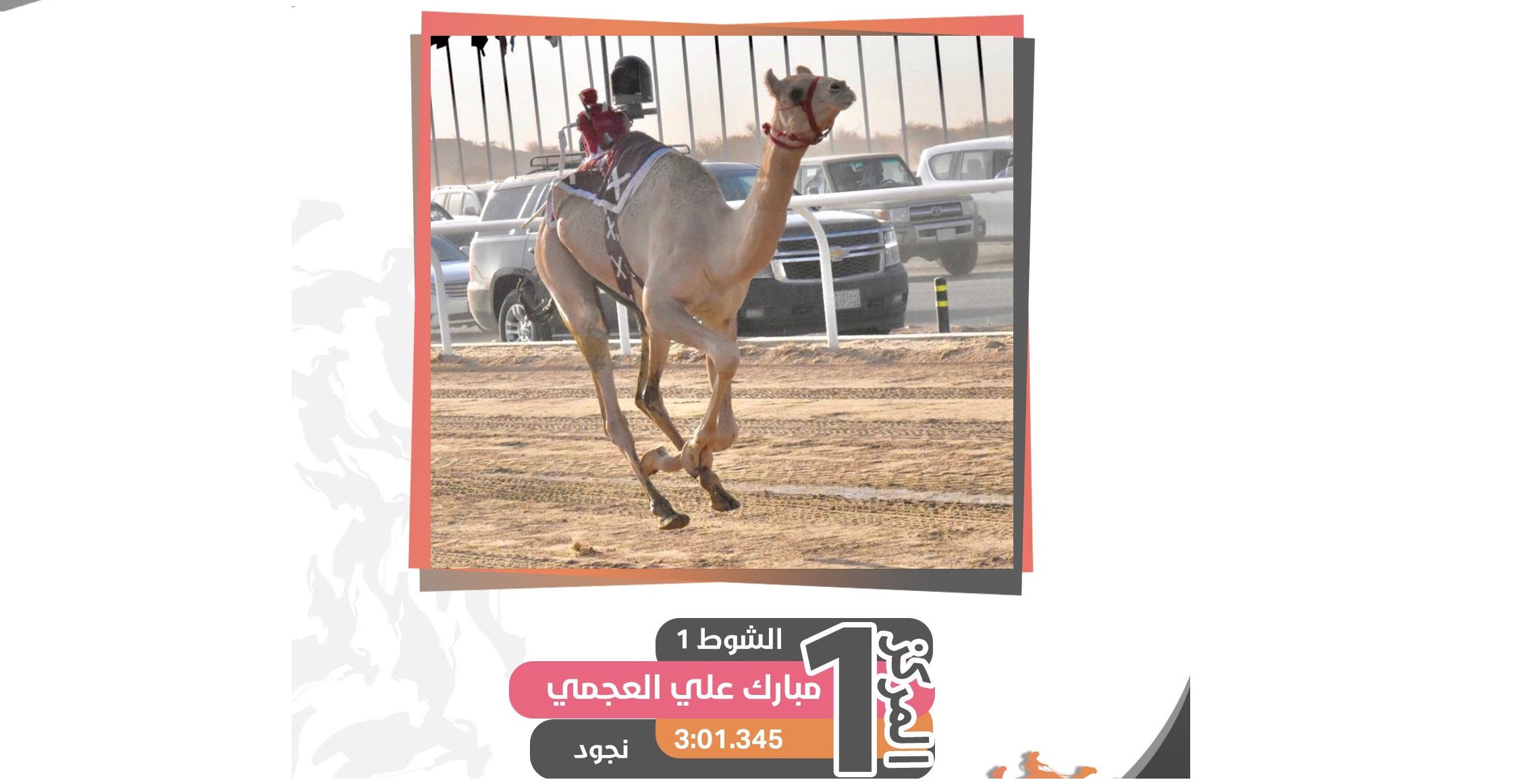شعار مبارك العجمي يقص شريط النواميس لثاني أيام مهرجان ولي العهد للهجن بالسعودية