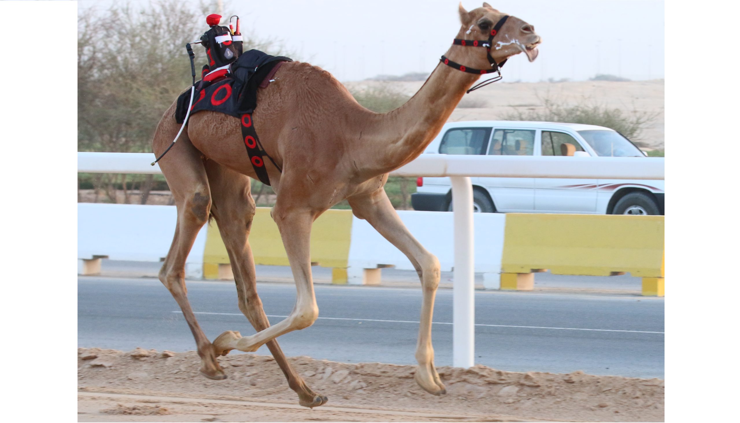 شعار الشيخ خالد بن أحمد يسيطر على ناموس الحقايق بكار