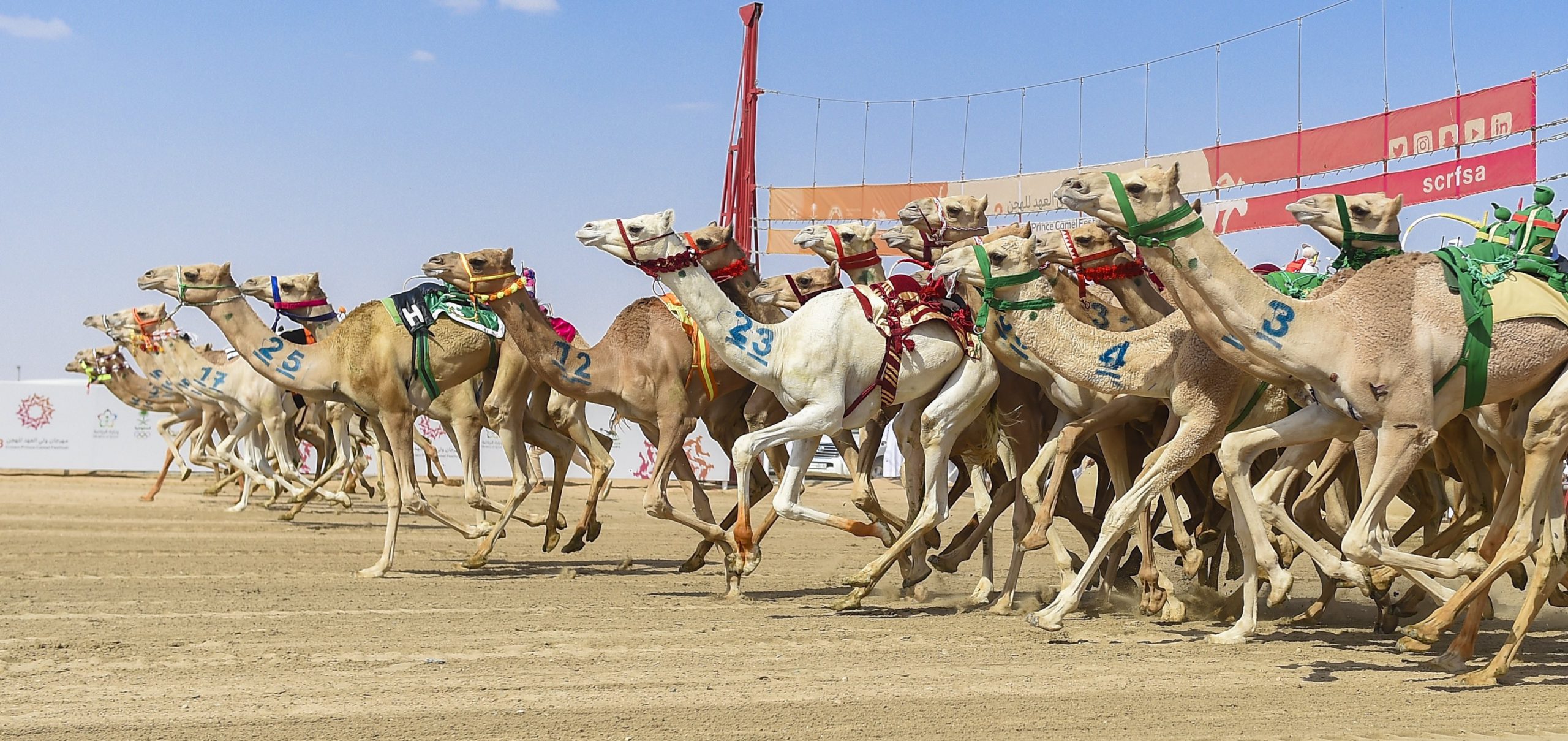 أول رموز مهرجان ولي العهد للهجن الثالث في قبضة الأمير عبدالعزيز بن سعود