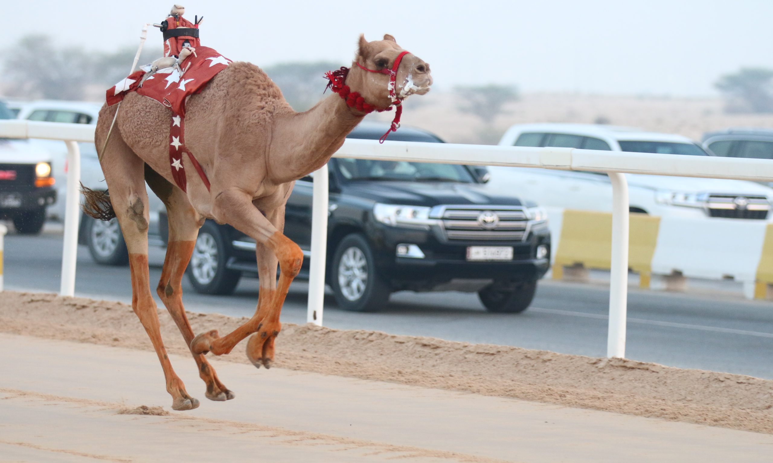 شعار العطوي يتألق ويسيطر على ناموس الحقايق بكار إنتاج