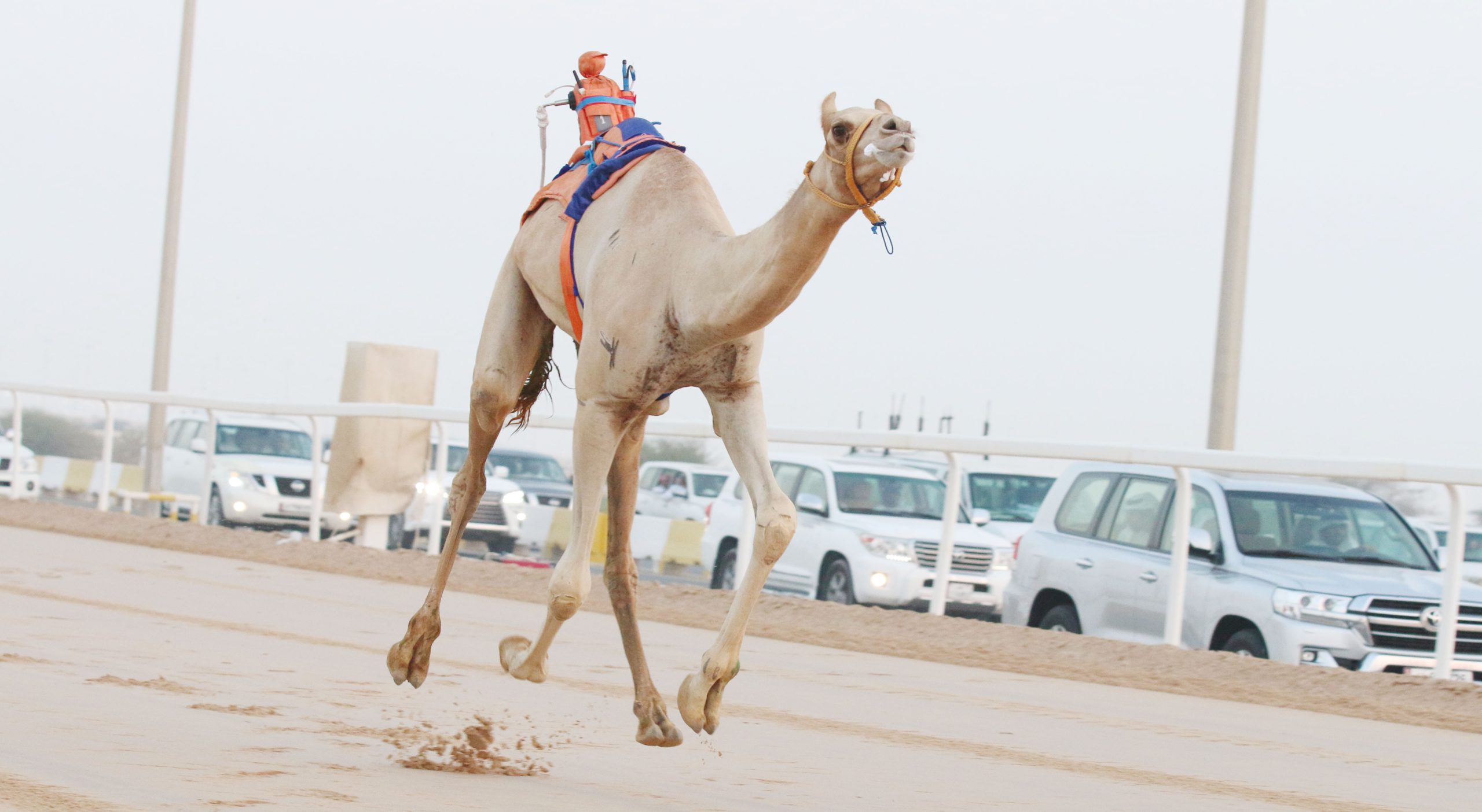 شعار الزمات يتصدر اللقايا بكار إنتاج.. والجربوعي يحسم القعدان بأفضل توقيت