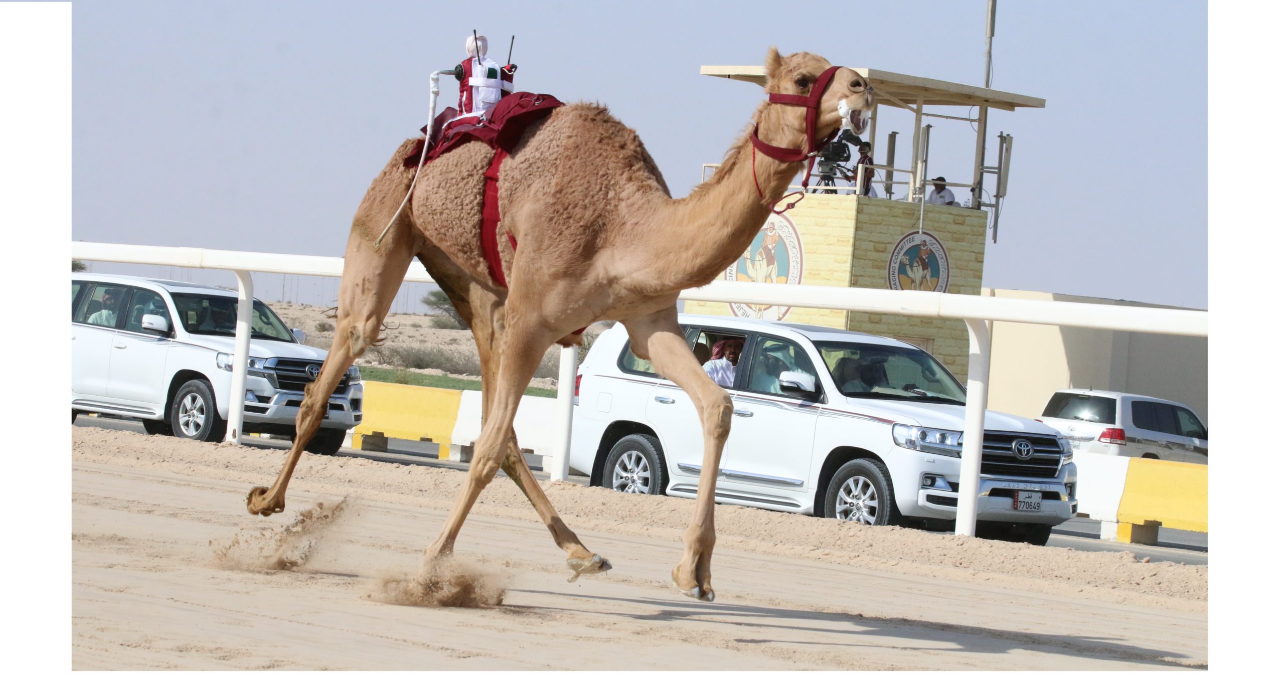 هجن الشحانية تسيطر على ناموسي اللقايا بكار وقعدان