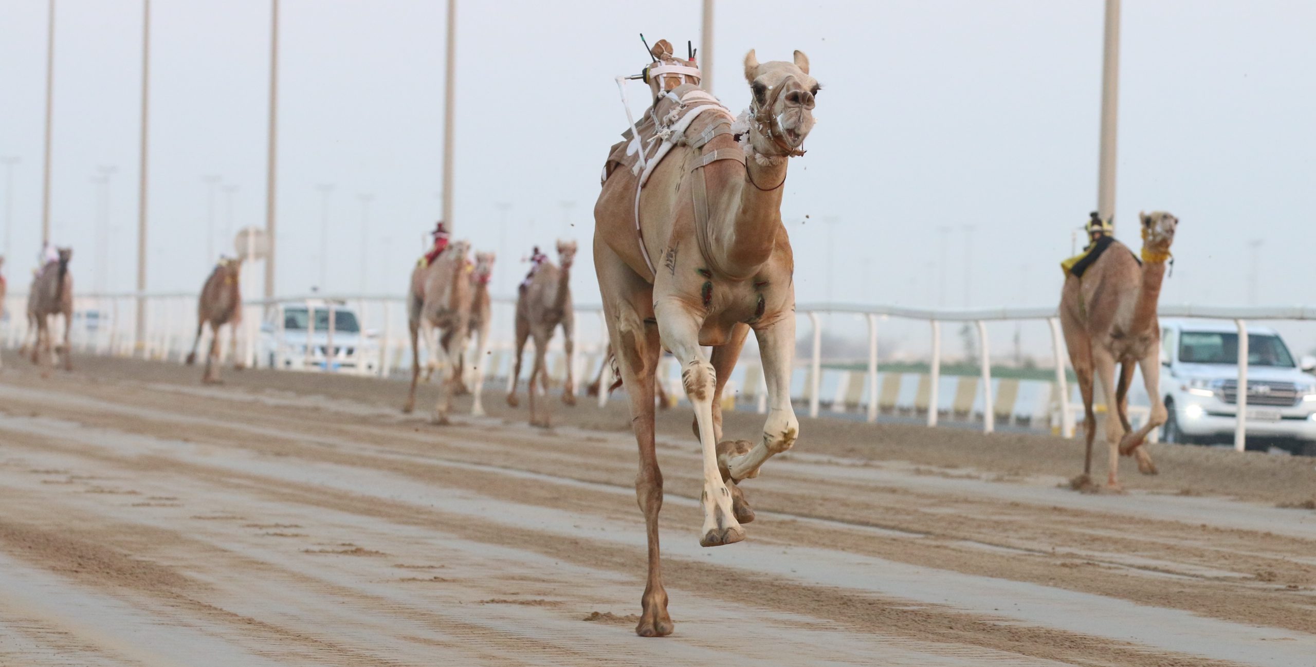 الصعاق يحسم موقعة الثنايا بكار إنتاج.. والسنيد يخطف لقب الحيل