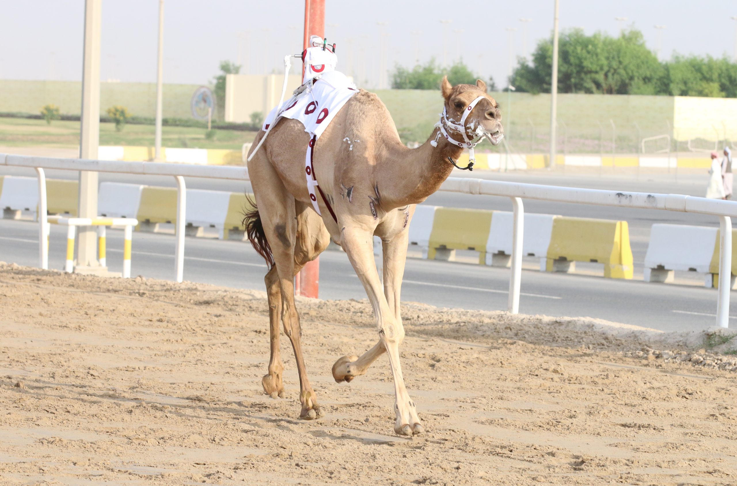 شعار الخيارين يسيطر على رئيسي الثنايا بكار