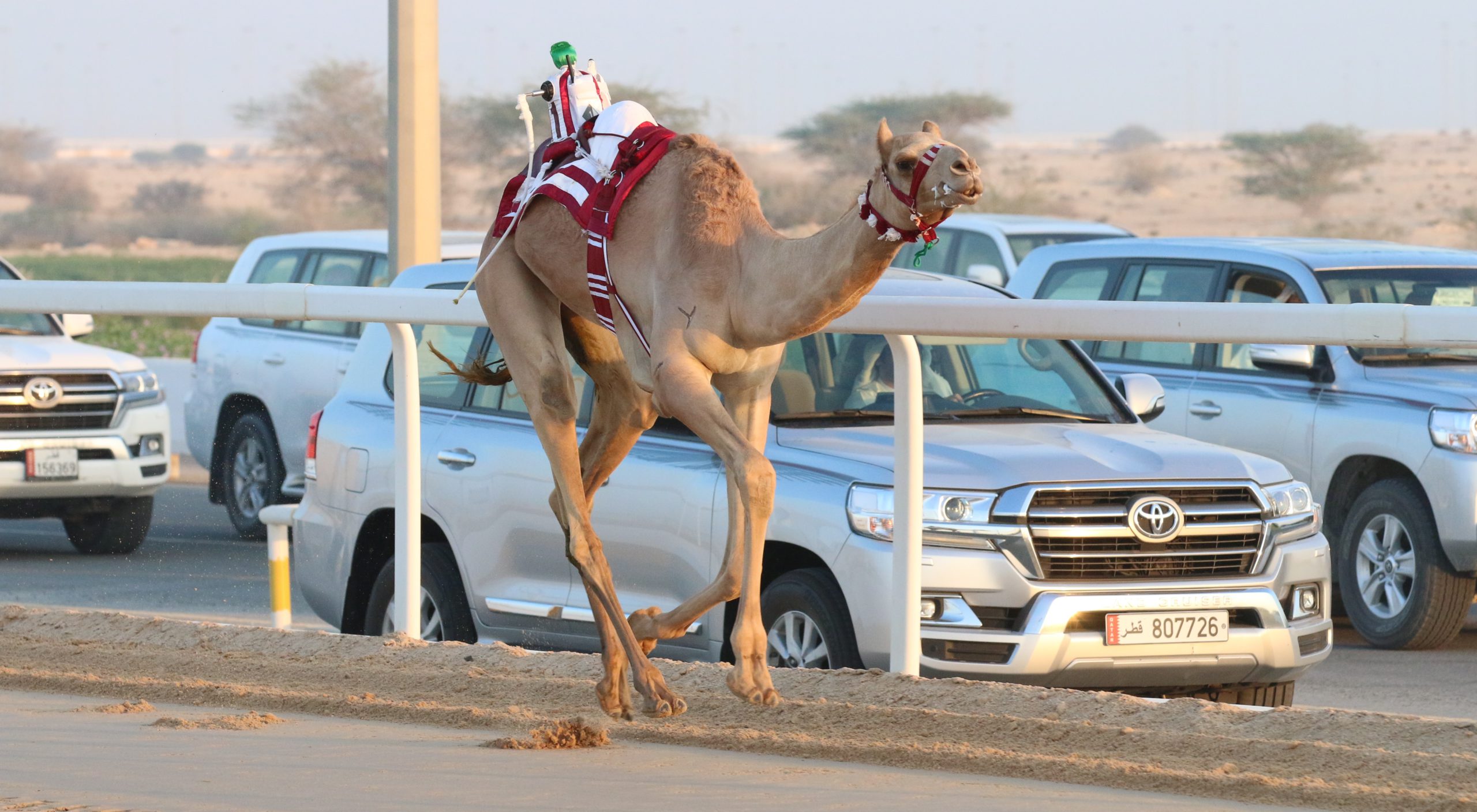 هجن الشيخ عبدالعزيز بن حمد تقص شريط النواميس للمحلي الخامس