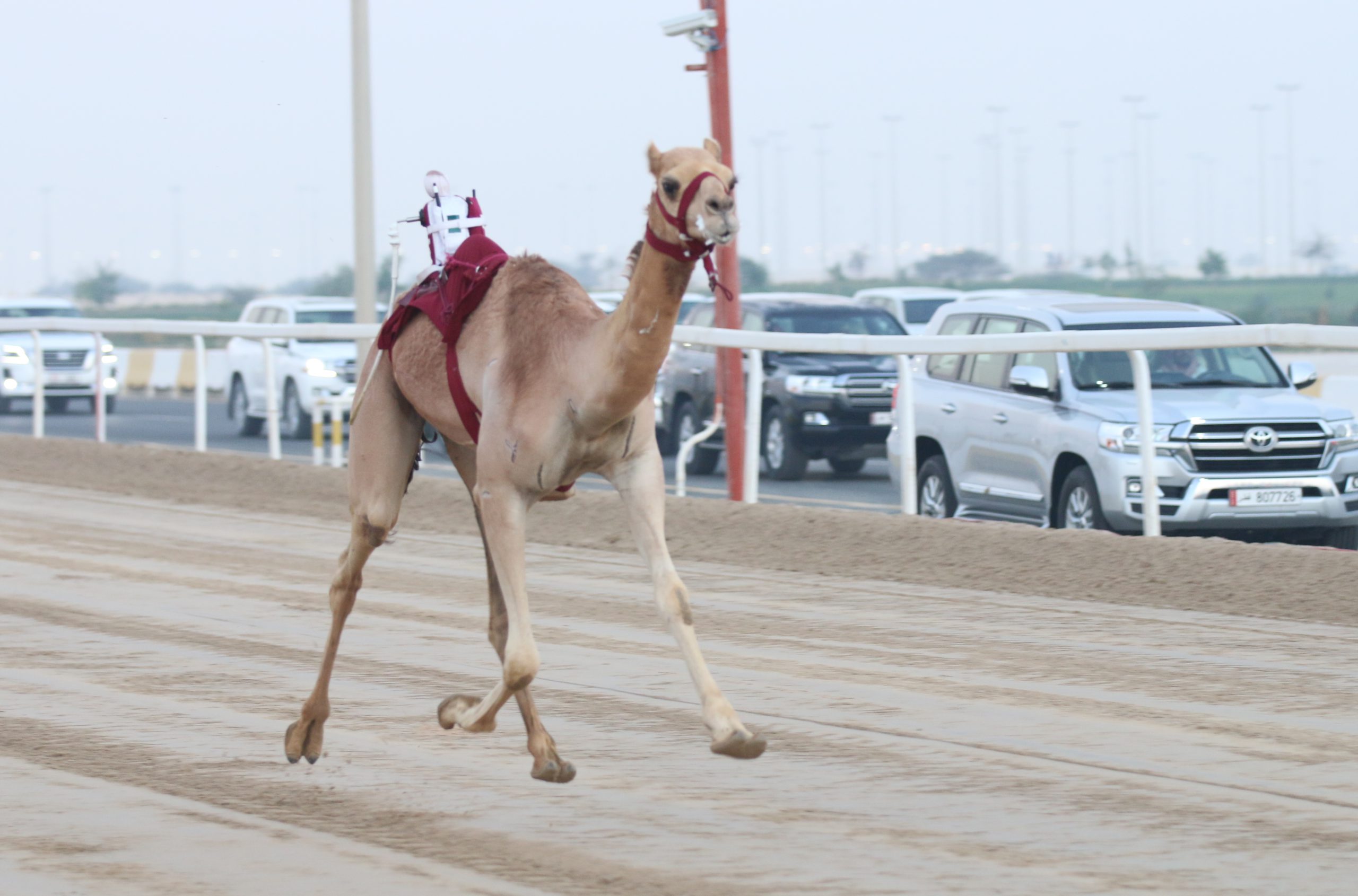 منافسات اللقايا تشعل تحديات الشيوخ بمهرجان المؤسس
