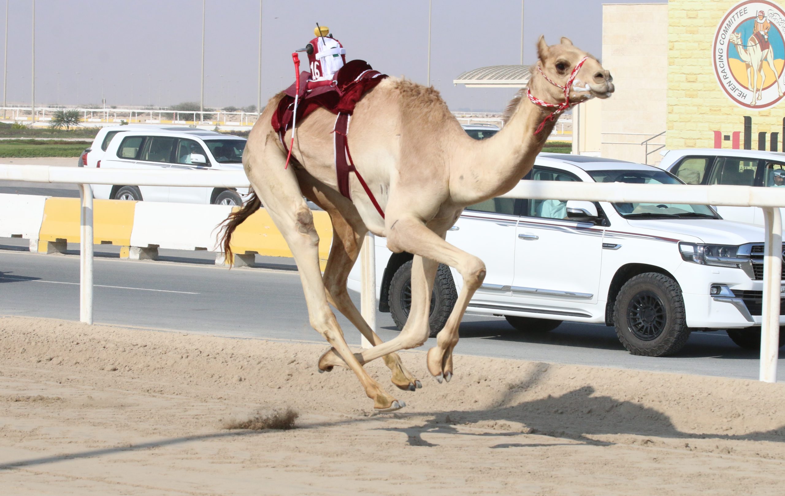 تحديات اللقايا شيوخ تتواصل بميدان التحدي