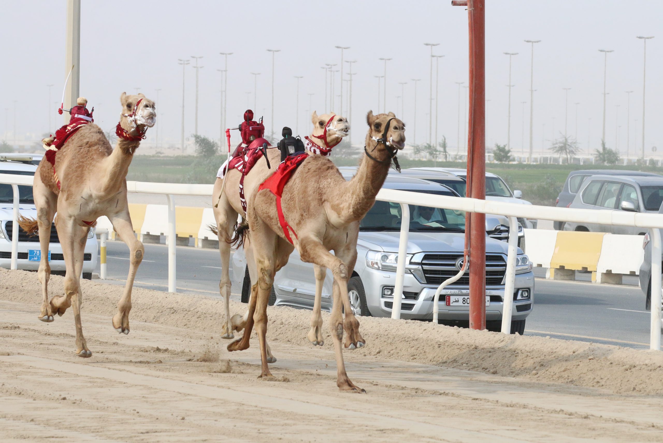 رموز اللقايا الفضية تتناثر بين ملاك الهجن