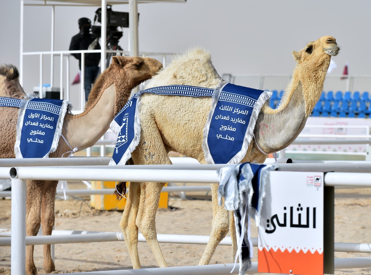 انطلاق فعاليات مهرجان قطر للإبل بمنطقة لبصير