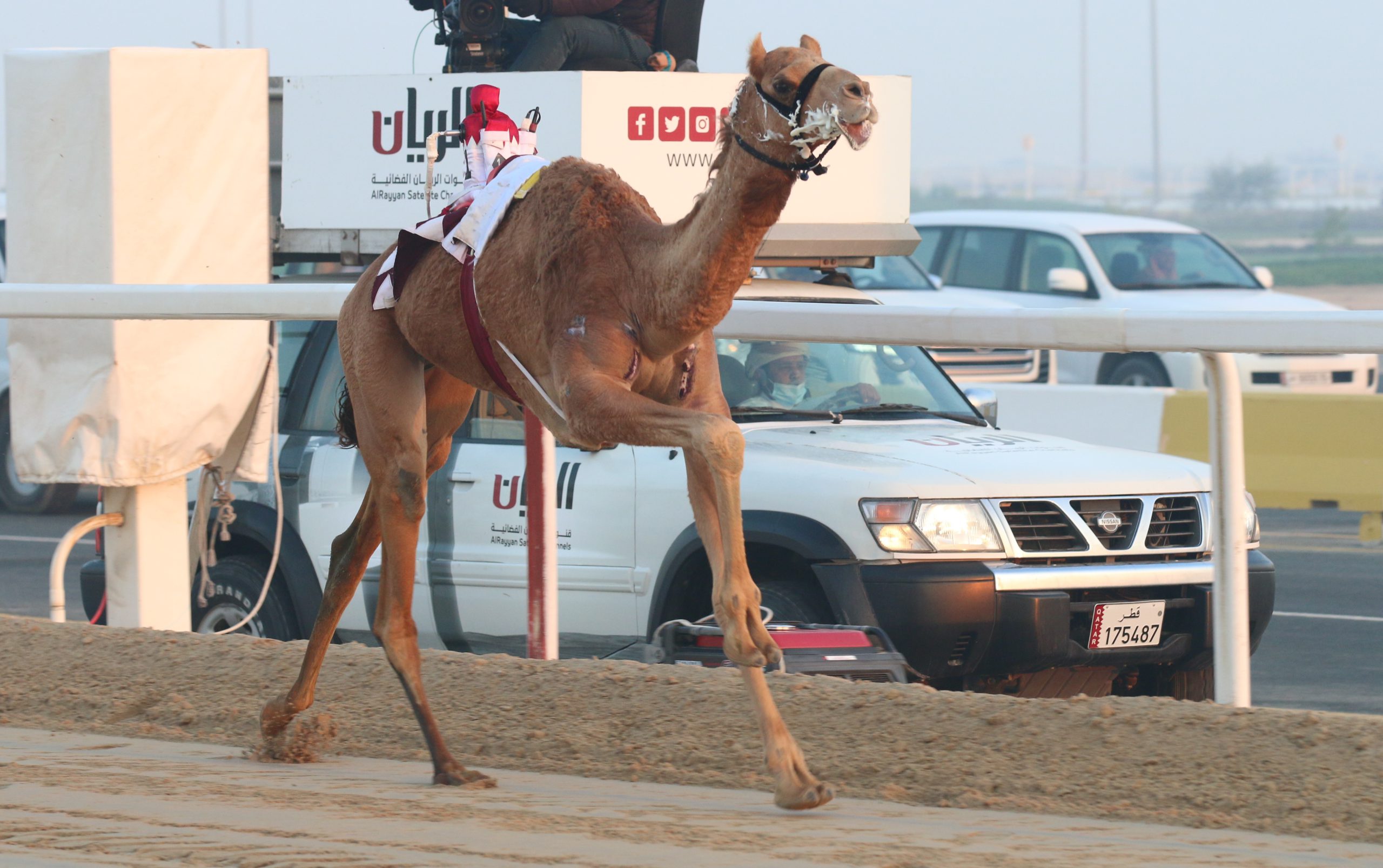 منافسات الجذاع تثير حماس الملاك والمضمرين بميدان التحدي