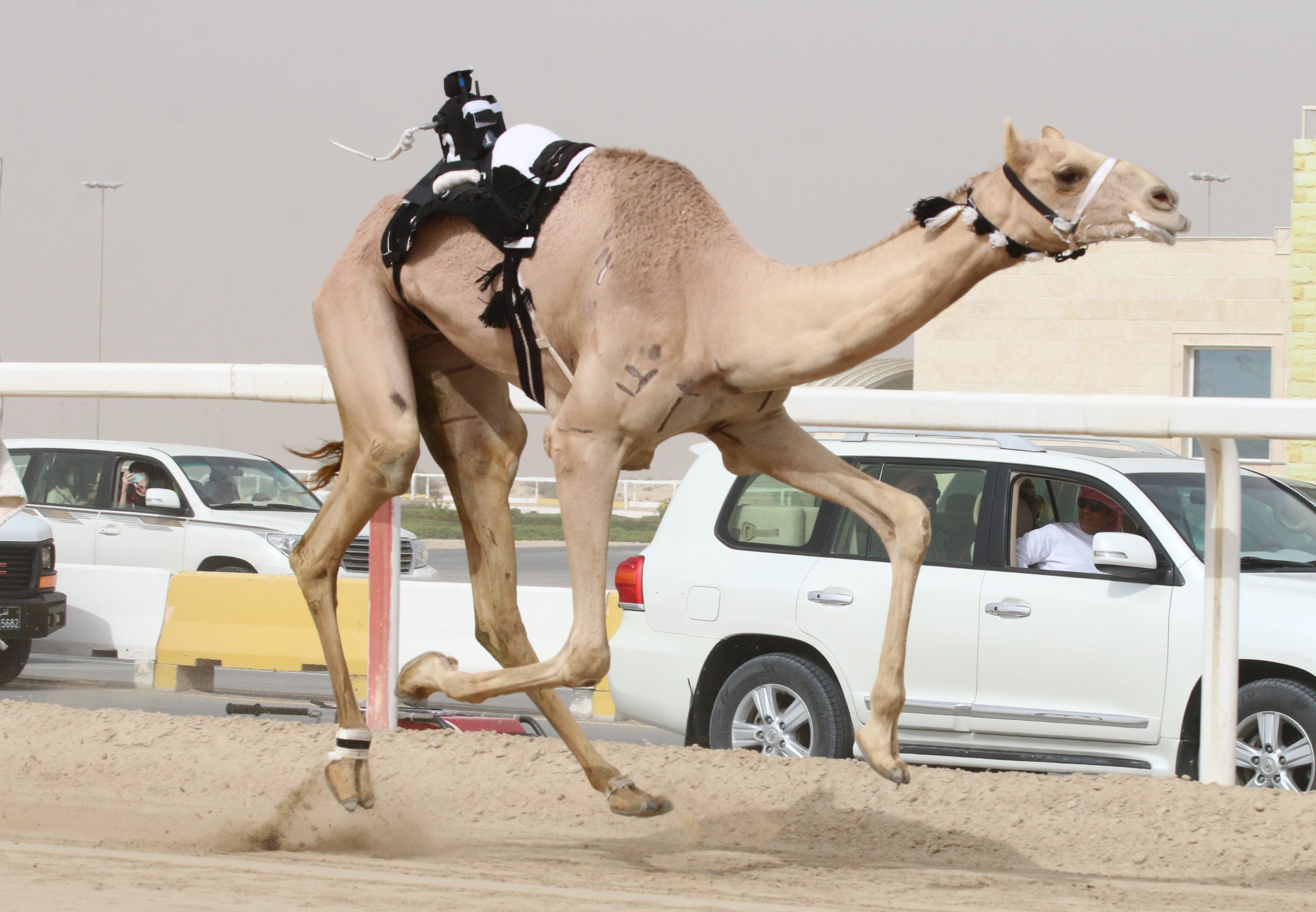 اللقايا إنتاج تختتم منافسات اليوم الأول من مهرجان الأمير الوالد