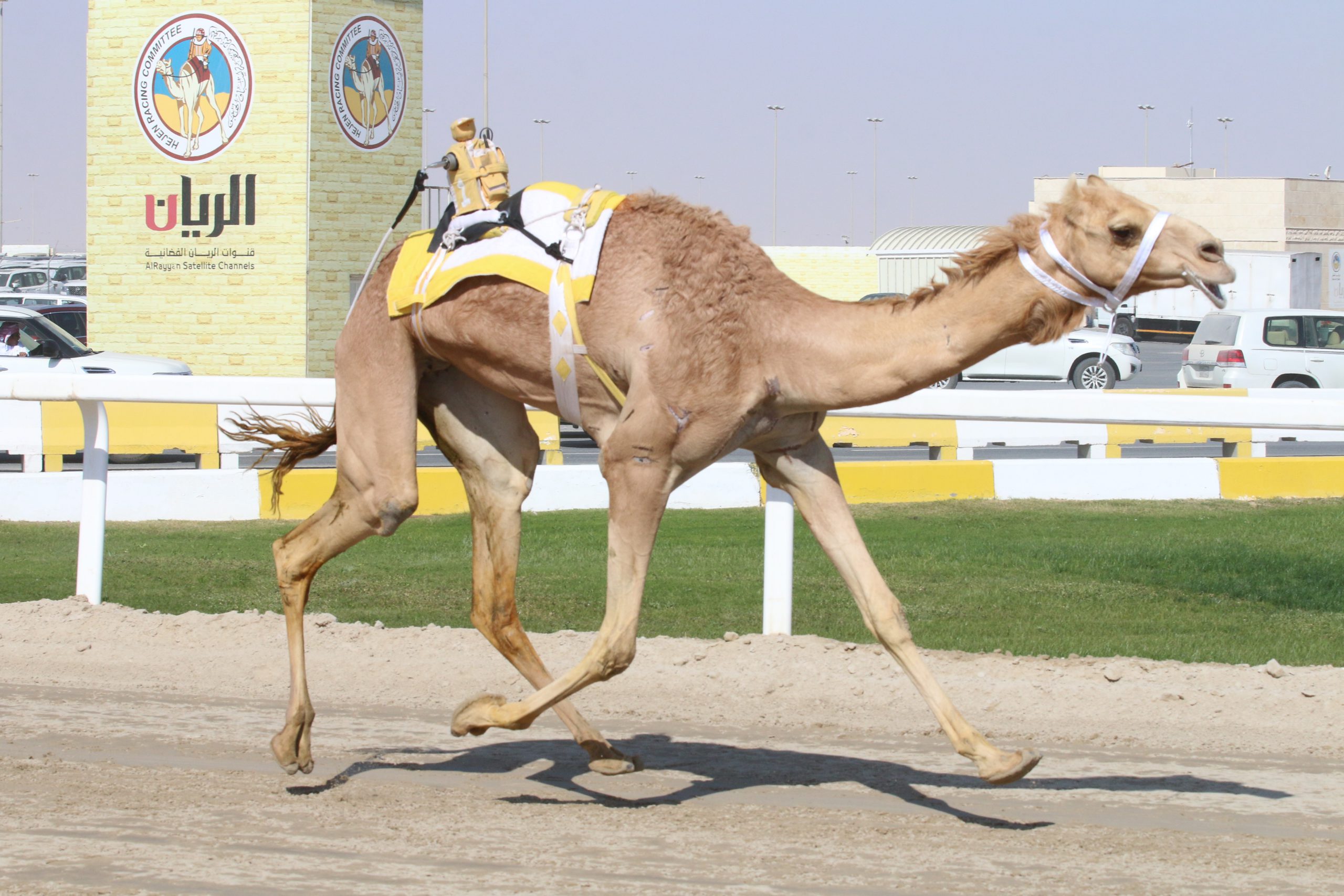 الجوائز المليونية تشعل معركة رموز الثنايا الفضية