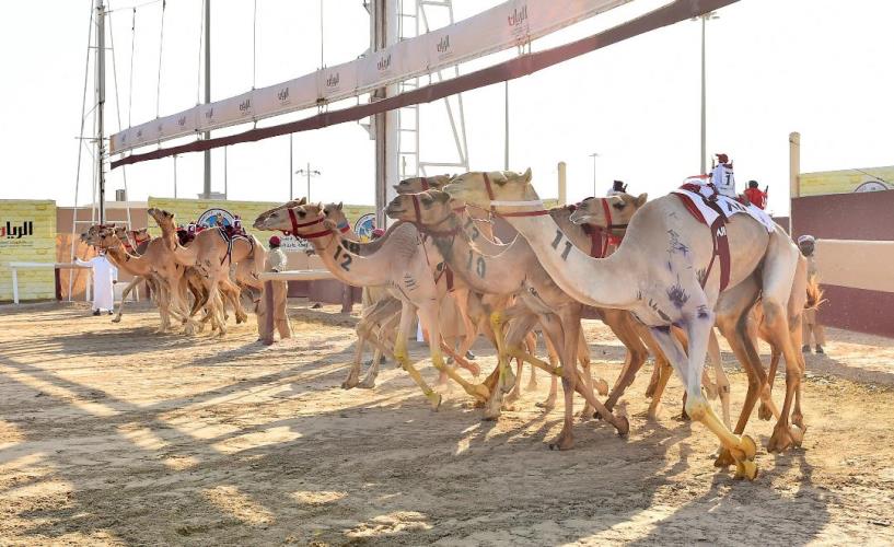 موسم سباقات الشحانية على أهبة الاستعداد