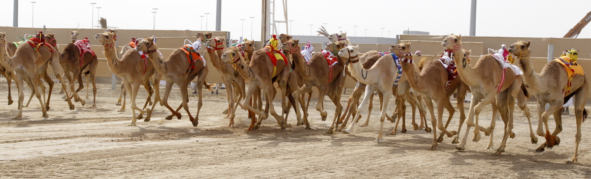 التسجيل لسباق المفاريد التمهيدي الصيفي الثالث يبدأ الثلاثاء