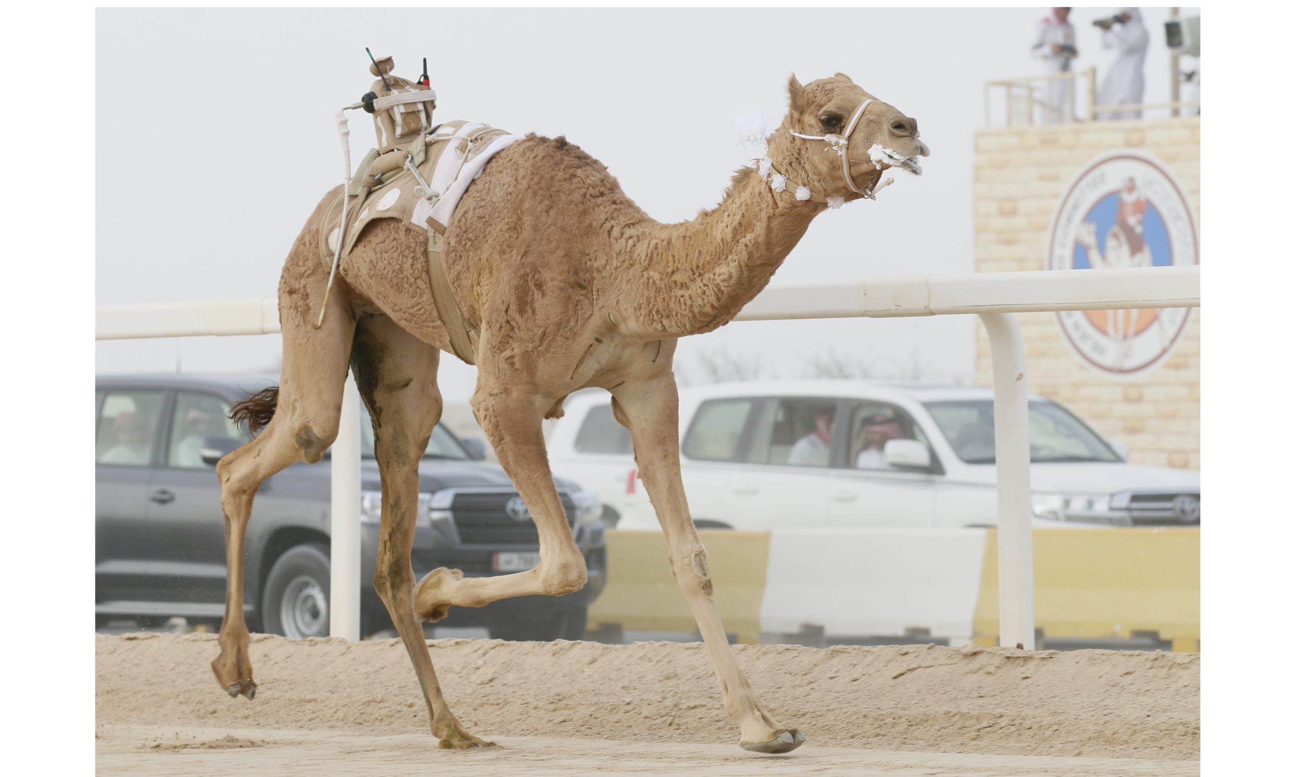 تحديات اللقايا العامة تشعل أجواء ميدان التحدي